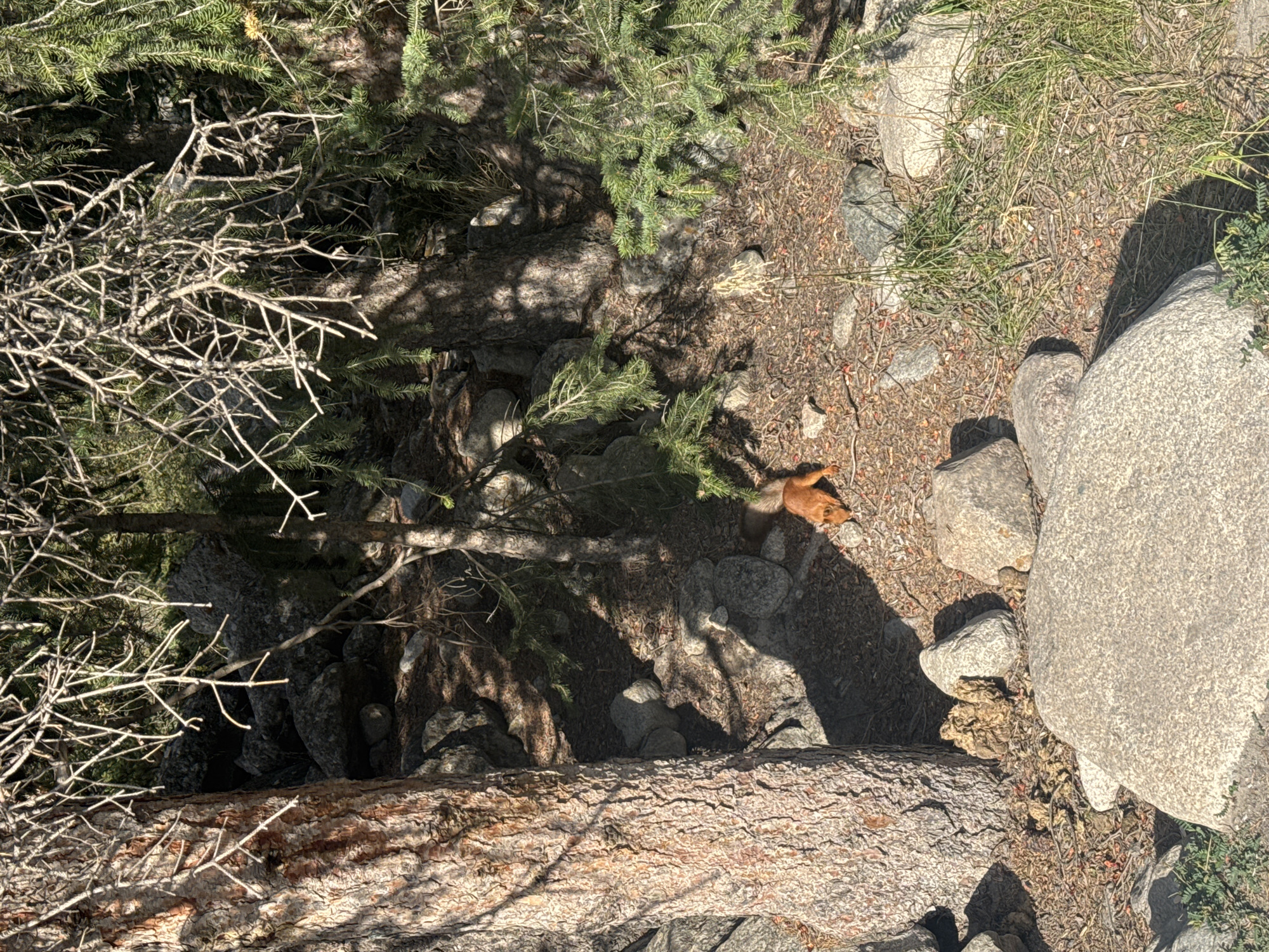 An orange squirrel is shown foraging on the ground amongst rocks and tree trunks in a forested area. The squirrel is positioned in the lower right quadrant of the image, facing downwards towards the ground. The environment is characterized by dense tree cover, with sunlight filtering through the branches, creating dappled shadows on the forest floor. Various sizes of rocks are scattered throughout the scene, interspersed with dry leaves and pine needles. The image depicts a natural outdoor setting.