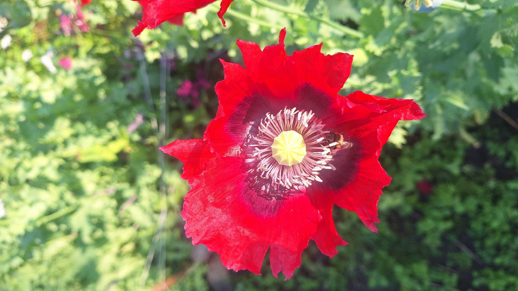 A vibrant red poppy flower is in full bloom, its delicate petals unfurling to reveal a complex center. The flower's core is a striking contrast of deep purple and bright yellow, surrounded by numerous white filaments topped with pale yellow anthers. A small, brown and yellow striped bee is visible nestled within the stamens, its body partially obscured as it collects nectar. The poppy's petals are slightly crinkled and have a papery texture, with the edges appearing to be slightly torn. The background is a blur of lush green foliage, suggesting an outdoor setting with other plants in the vicinity. The lighting indicates it is daytime, with sunlight illuminating the flower and creating soft shadows within its intricate structure. The overall impression is one of natural beauty and the bustling activity of a pollinator at work.