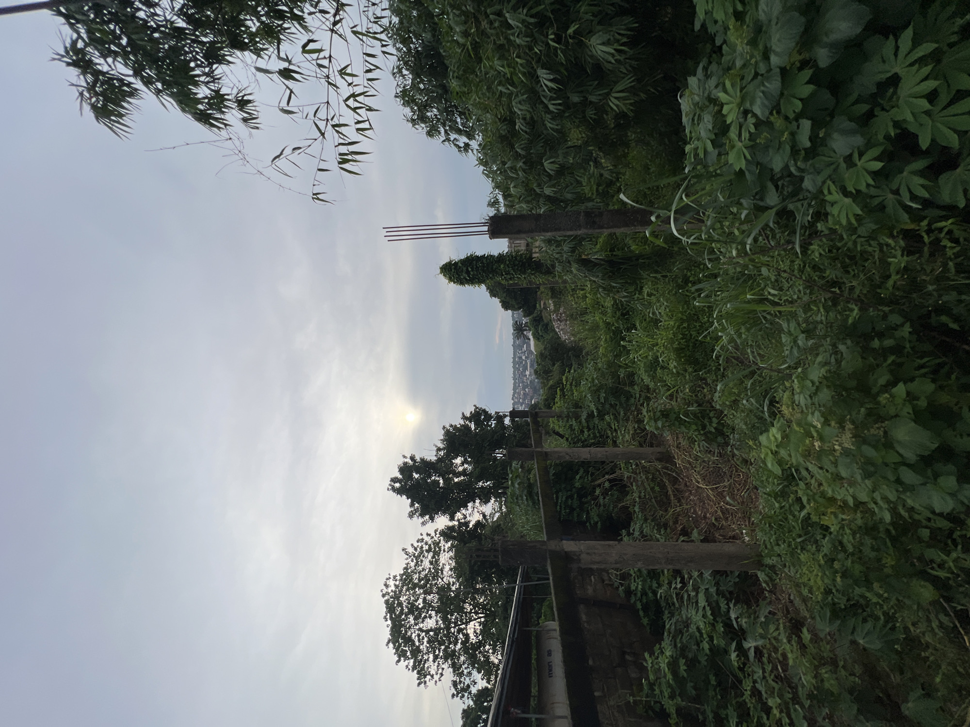 The image depicts an overcast sky over a lush, overgrown area in Nkpor, Nigeria. In the foreground, weathered concrete posts and rebar suggest unfinished construction or a derelict structure. Dense green foliage, including tall grasses and broad-leafed plants, dominates the scene, reaching up towards the posts. To the left, a stone wall and a covered structure with a visible water tank are partially obscured by vegetation. In the background, silhouetted trees frame a distant view of a city, possibly Nkpor itself, under the diffused sunlight. The overall impression is one of nature reclaiming a site, with hints of past human activity.