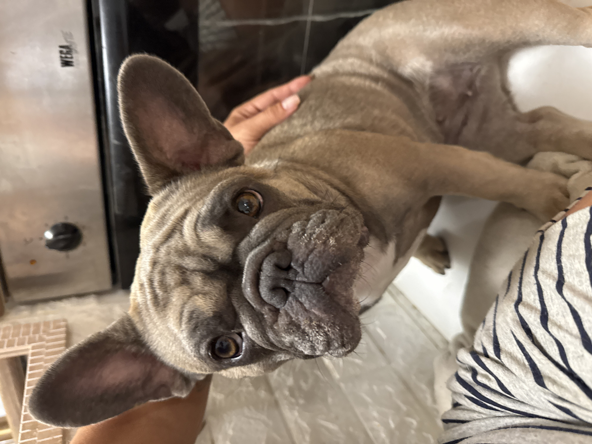 A French bulldog, with brindle fur and large ears, lies on a light-colored surface, possibly a blanket or rug. The dog is positioned with its head towards the viewer and its body angled away. A person's hand is visible, gently resting on the dog's back and another part of the dog's body. The dog appears relaxed or sleepy.
In the background, a stainless steel appliance with a black dial is partially visible on the left. The appliance has the text "WEGA" printed on it. The overall setting appears to be indoors, with a bright, possibly artificial light source. The scene captures a moment of quiet interaction between the dog and its owner.