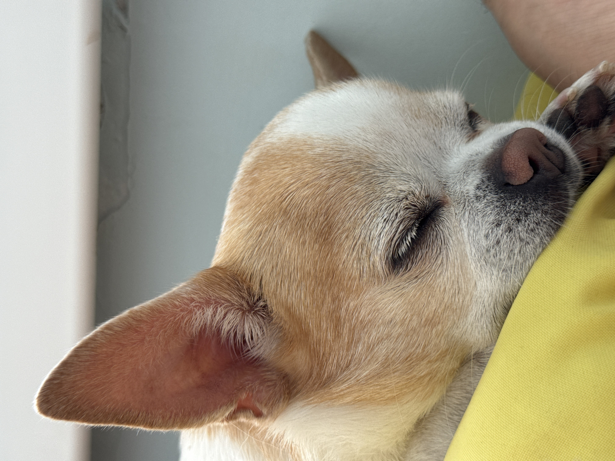A close-up shot of a light brown and white Chihuahua appears to be resting its head on a person's yellow shirt. The dog's eyes are closed, and its pink nose is prominent against the yellow fabric. The dog's fur is short and smooth, and its ears are pointed. The background is a plain, light-colored wall.