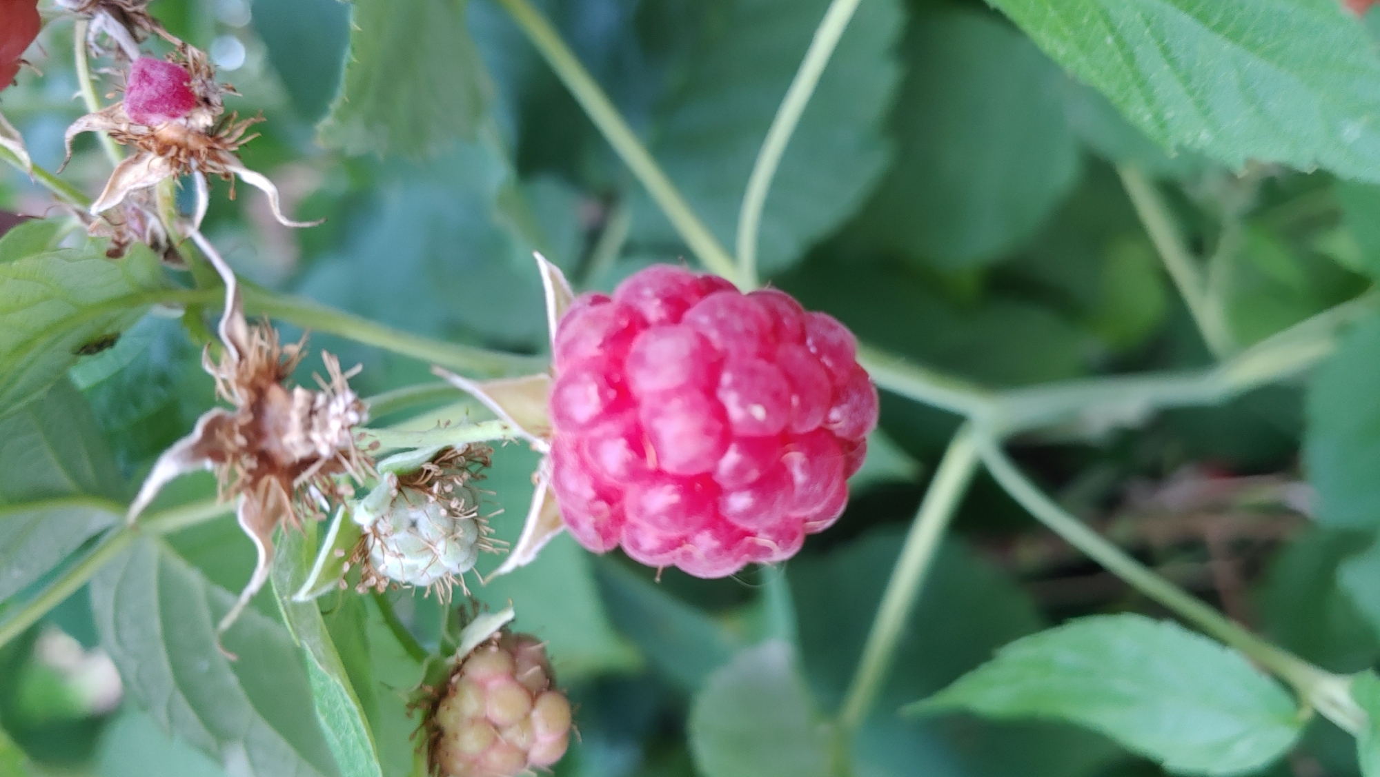 The image shows a close-up view of a ripe raspberry on a green leafy plant. The raspberry is a deep pinkish-red color and is composed of numerous drupelets. In the background, out of focus, are more leaves and what appear to be unripe raspberries or spent flowers. The lighting suggests it is daytime. The specific location in Mukachevo, Ukraine, is not discernible from the image.