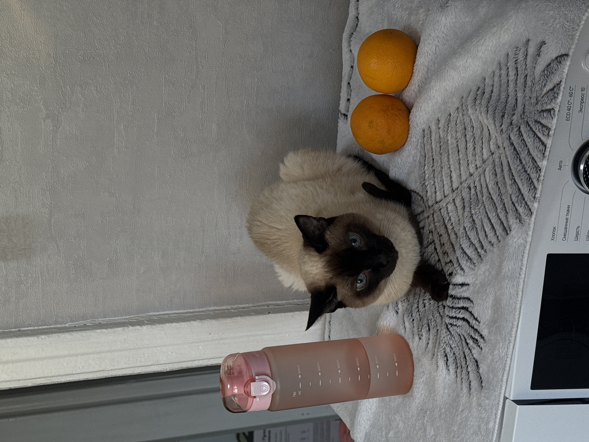 A Siamese cat with blue eyes is sitting on a patterned, light-colored blanket, near two oranges and a pink water bottle. The scene is located near a window and a white appliance (possibly a washing machine) with Russian text on its control panel, including "Хлопок" (Cotton), "Шерсть" (Wool), "ECO 40 C°-60 C°", and "Экспресс 15'". Given the Russian text, this scene is most likely in Russia, and could potentially be in the city of Chaikovsky.