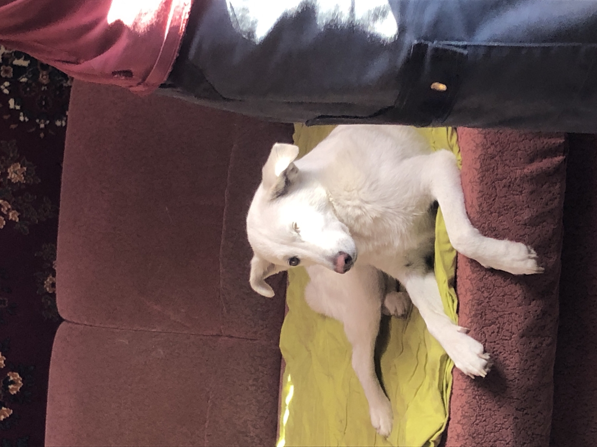 This is an indoor, eye-level, medium shot of a white puppy on a couch. The puppy is lying on its side on a bright yellow blanket, with its head resting on a maroon couch cushion. The puppy is looking towards the left of the frame with its head tilted. Sunlight is streaming in from the left, creating highlights on the puppy and the couch. A person's legs, clad in dark pants and a pink garment, are visible at the top of the frame, partially obscuring the scene. The background on the far left shows a patterned carpet or rug. The setting appears to be a living room in Khmilnytsia, Ukraine, during daylight. The overall mood is relaxed and domestic.