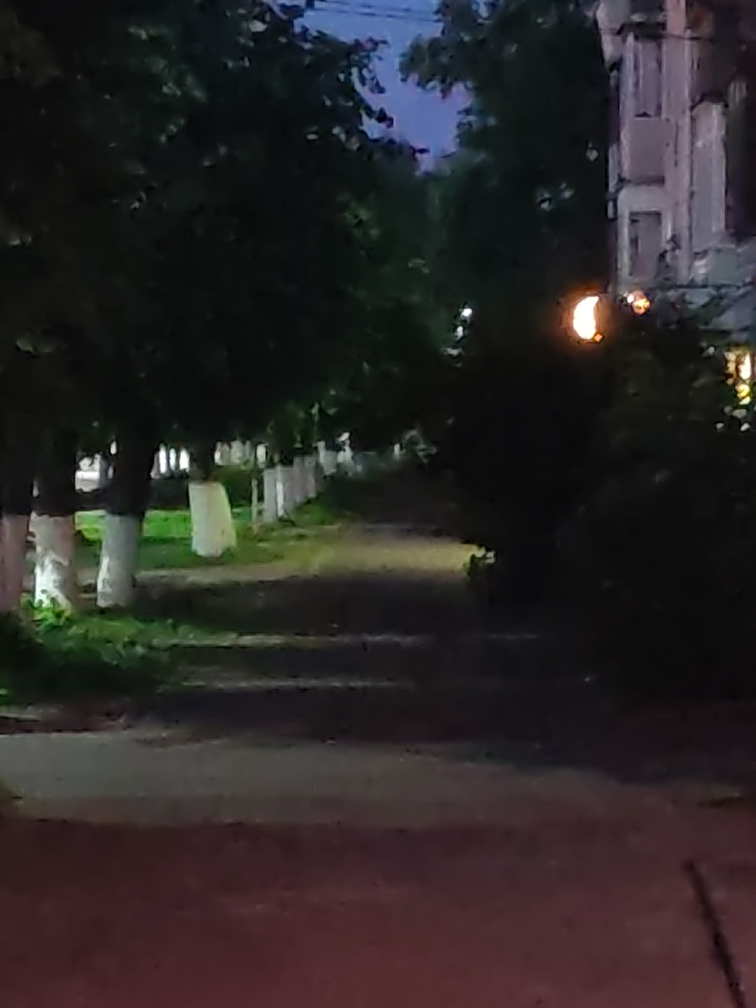 The image depicts a dimly lit scene at dusk or night, likely in a residential area of Vladimir, Russia. A paved path or road runs through the center of the frame, bordered on the left by a row of trees whose trunks are whitewashed. These trees line a grassy area. On the right side of the path, a multi-story building with visible windows and architectural details is partially illuminated by a streetlamp. The sky above is dark, with hints of blue from the fading daylight. The overall impression is one of a quiet, possibly suburban, street at the end of the day.