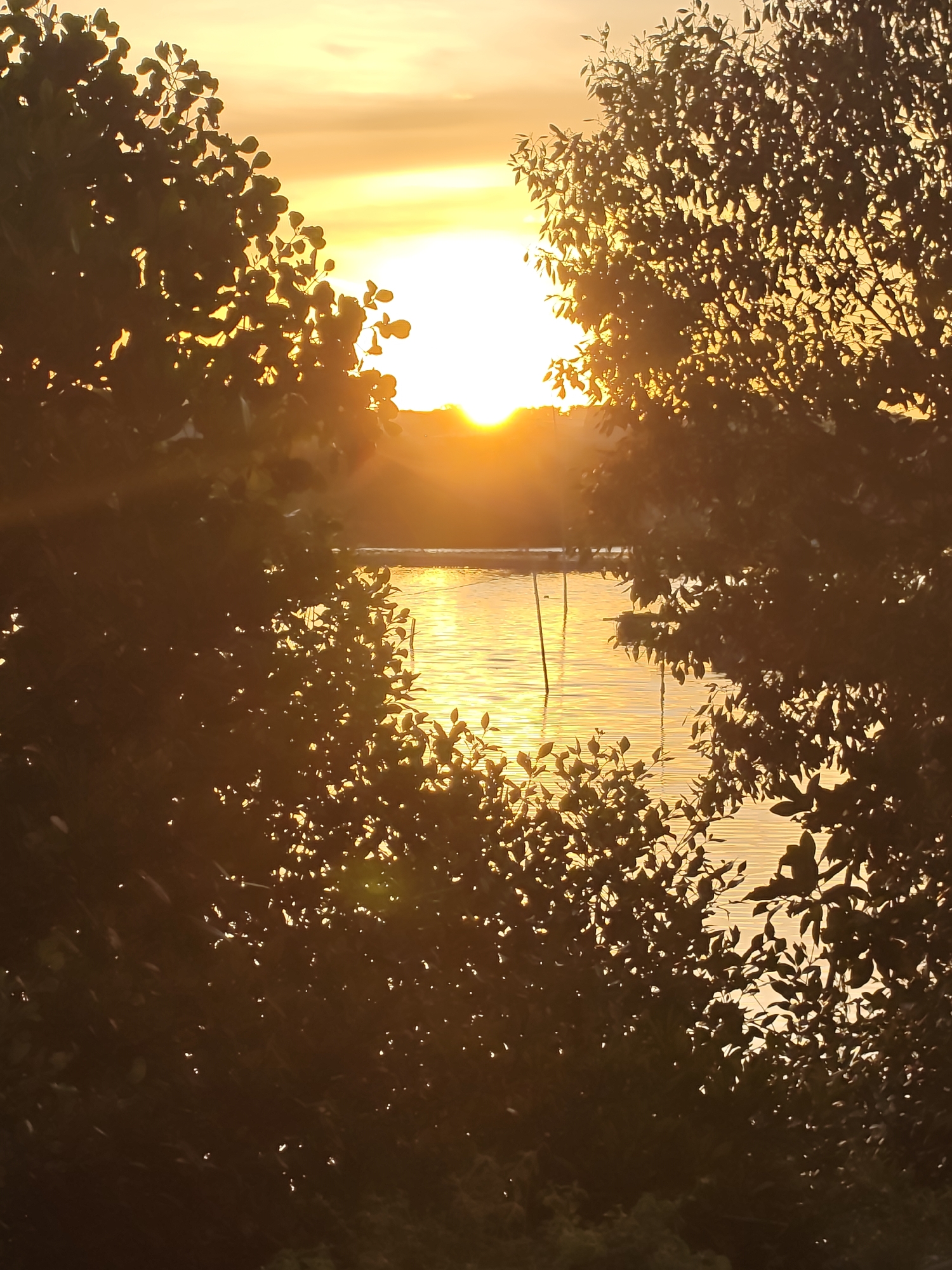 A sunset over a body of water is framed by silhouetted trees. The sun is a bright, hazy orb, casting a golden glow across the sky and water. The water is calm, with gentle ripples reflecting the light. There are a few thin, vertical posts sticking out of the water in the distance, likely part of a small structure or fishing equipment. The trees on either side of the frame are dense with dark leaves, creating a natural frame for the scene. The image appears to be taken from the shore of a lake or slow-moving river. There are no people visible in the image. The scene evokes a sense of tranquility and natural beauty. Based on the distinct vegetation and the tropical setting, this image could potentially be located in Lhokseumawe, Indonesia, given its coastal and verdant environment.