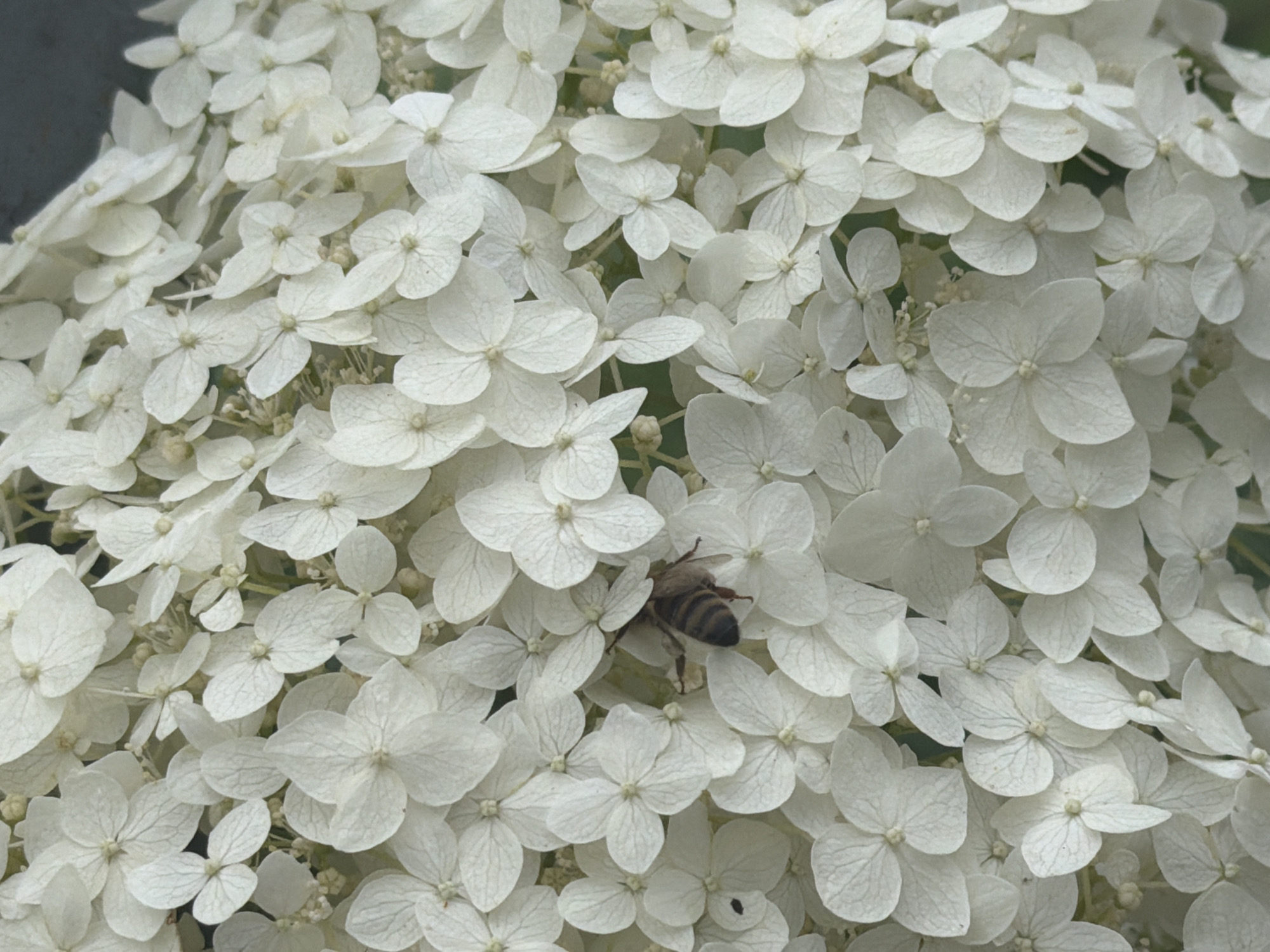 This close-up image features a cluster of white hydrangea flowers, densely packed together. The petals are delicate and appear to be slightly translucent, with visible vein patterns. Nestled among the flowers, a bee is captured in mid-activity, its striped abdomen and fuzzy body clearly defined. The bee appears to be collecting nectar or pollen from the blooms. The background is softly blurred, suggesting a natural outdoor setting, likely a garden or park. The lighting is gentle, indicating it could be daytime, possibly late morning or afternoon, with soft, diffused light. There is no visible text in the image. The overall scene evokes a sense of nature's tranquility and the intricate beauty of small-scale life. The location context of Buky, Ukraine, provides a geographical anchor for this observation of a bee interacting with flowers in a natural environment.
