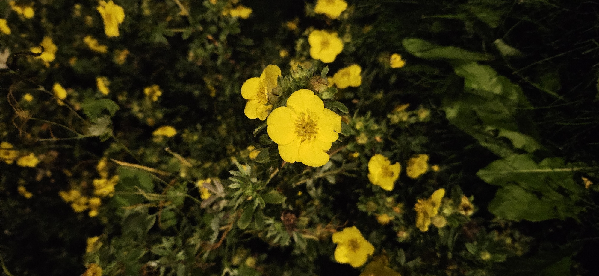 A close-up, low-angle shot captures a cluster of vibrant yellow flowers, likely Potentilla, against a dark, blurred background of foliage. The flowers are in various stages of bloom, with the most prominent in the foreground displaying five distinct petals and a detailed stamen. The surrounding leaves are a deep green, with some appearing slightly wilted. The lighting suggests it is nighttime, possibly with artificial light illuminating the flowers, creating a dramatic effect. The scene appears to be a garden or a natural outdoor setting. There is no visible indication of the specific location within Vitsebsk, Belarus, as the image focuses solely on the flora. There are no people, animals, or actions depicted in the frame.