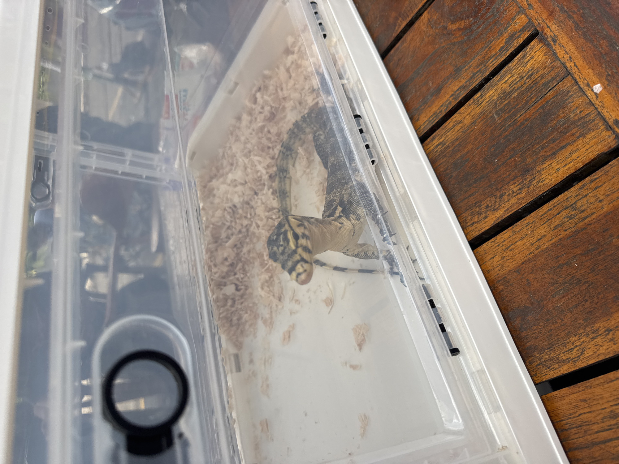 A young monitor lizard with black and yellow striped markings is in a clear plastic enclosure filled with wood shavings. The enclosure is on a wooden table. The enclosure has air holes and a circular viewing port on the left side. The lizard is curled up, with its head visible.