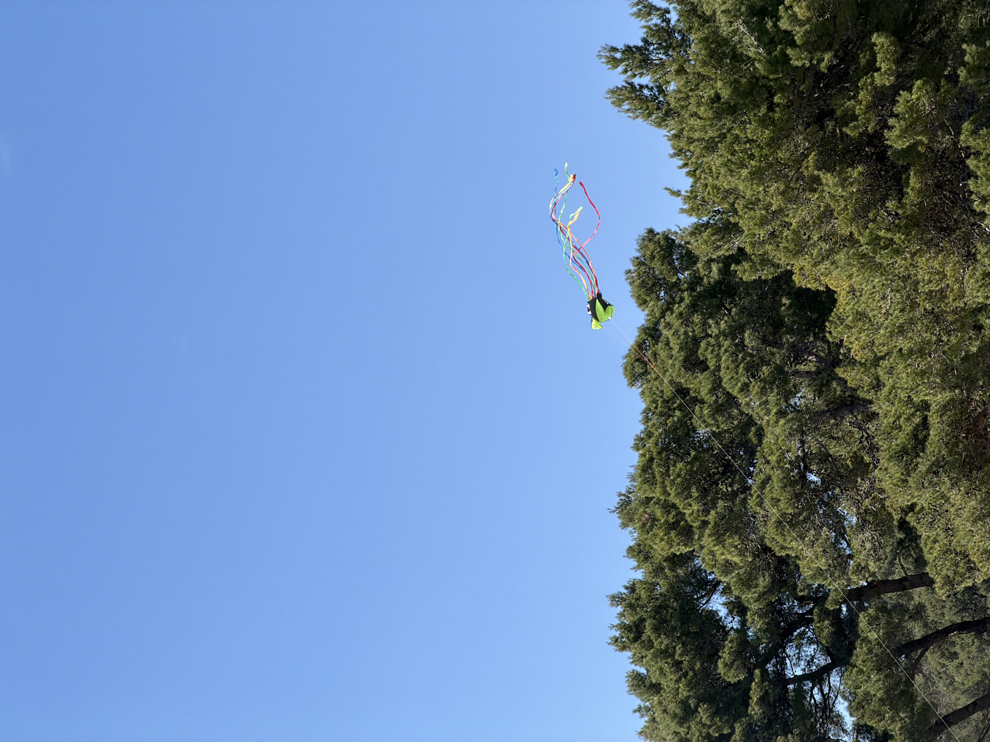 The image depicts a bright blue sky with a kite and a portion of a tree visible. The kite is a vibrant green color with colorful tails extending downwards. The tree is located on the right side of the frame, appearing to be a coniferous type with dense green foliage. The image suggests an outdoor setting in Milovići, Montenegro, given the location context. There are no people present in the visible frame.