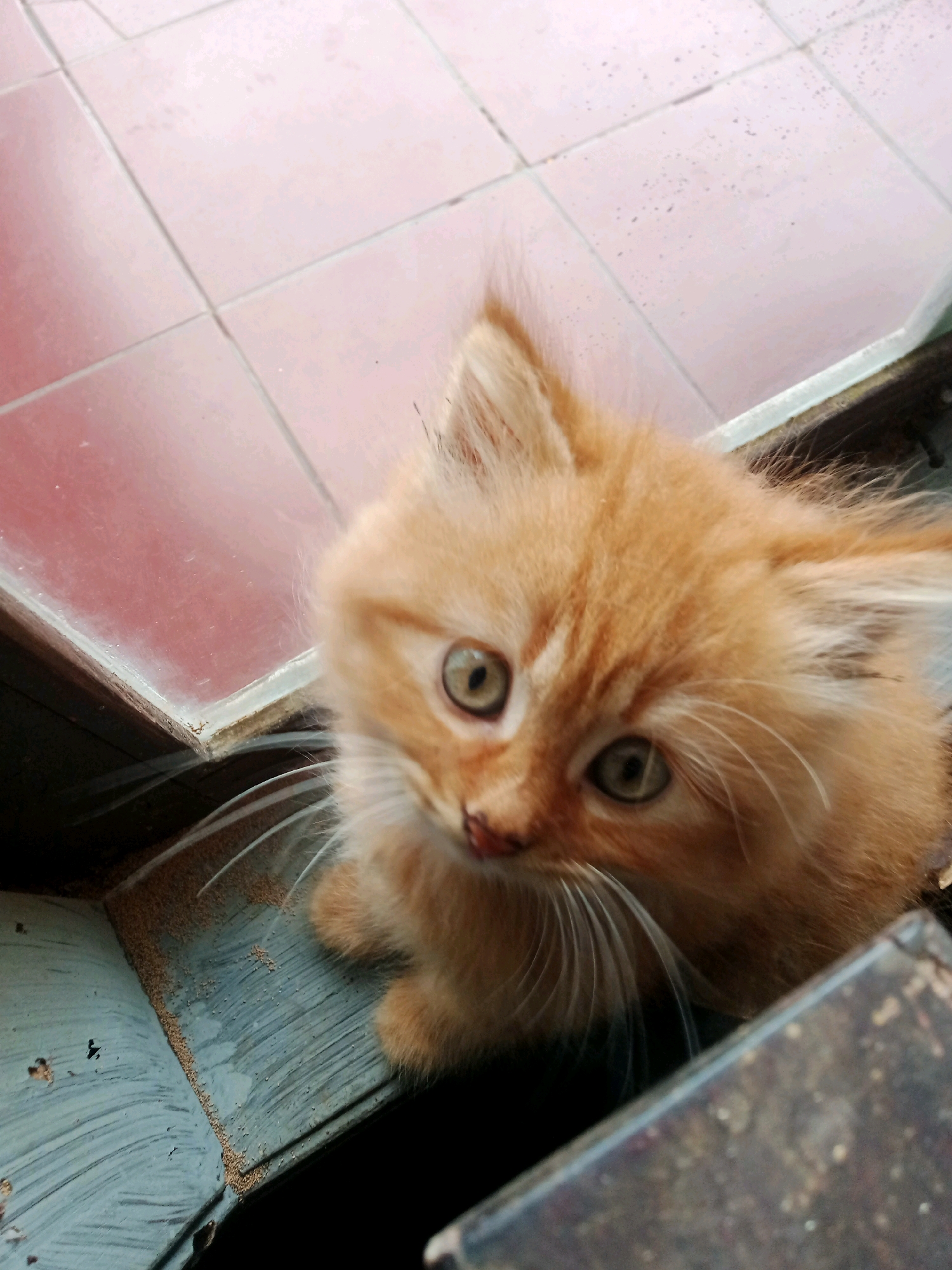 An orange, fluffy kitten sits on a weathered, teal-painted wooden ledge, looking upwards and slightly to the left. The kitten has large, round, green eyes, prominent white whiskers, and its ears are perked. Behind the kitten, there is a reddish-brown tiled floor with visible grout lines. To the right of the kitten, a dark, textured surface is partially visible. The scene appears to be outdoors, possibly on a porch or patio. The overall lighting suggests it is daytime. The location is specified as Cintaratu, Indonesia.