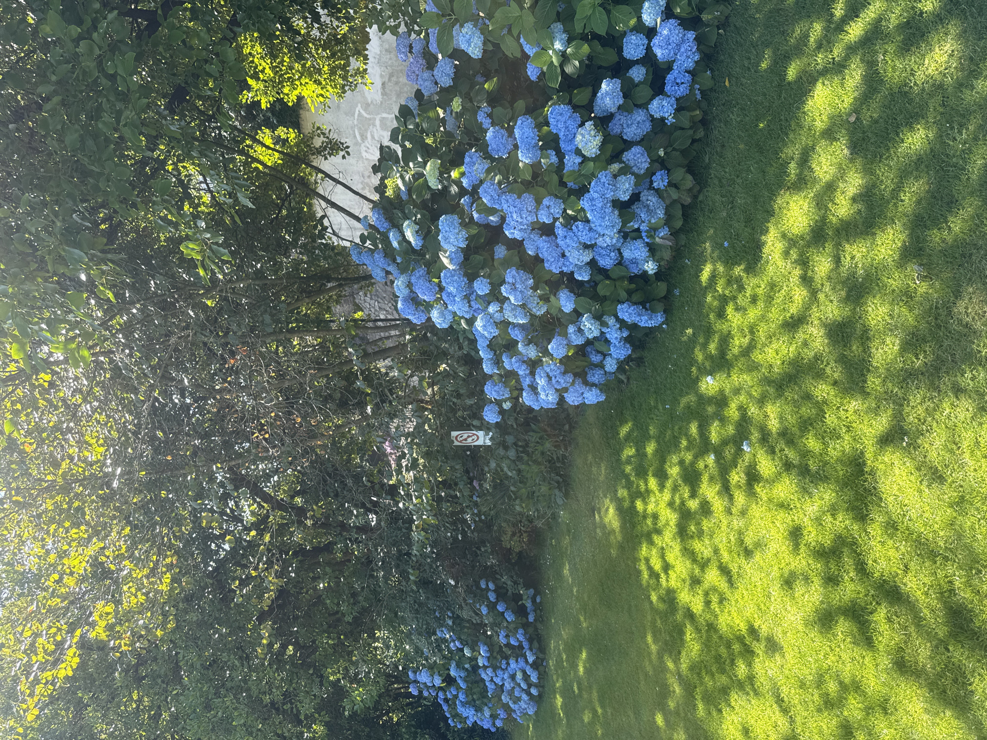 A sunlit garden scene features lush green grass in the foreground, with dappled shadows cast by trees. Behind the lawn, a row of vibrant blue hydrangeas blooms abundantly. Beyond the flowers, a wall and dense foliage are visible. A white sign with a red circle and a diagonal line, indicating a prohibition, is placed among the bushes. The image captures a peaceful outdoor setting, likely a park or private garden, bathed in the warm light of a sunny day. The location is not specified within the image itself.