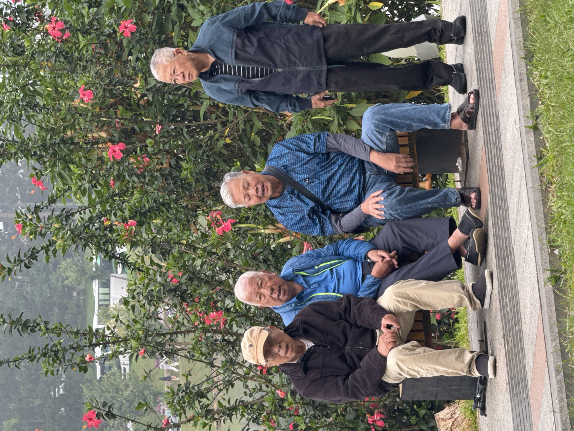 Four elderly Asian men are seated and standing on a paved area in front of a dense hedge of hibiscus bushes in full bloom with bright pink flowers. In the background, a foggy landscape with trees and a road with several white buses is visible. The men are casually dressed. The man on the far left wears a light tan baseball cap, glasses, a dark jacket, and tan pants. He is sitting. To his right, a man wearing a bright blue zip-up jacket over a dark shirt and dark pants is also sitting. The third man from the left, seated, is wearing a blue patterned shirt with a black strap over his shoulder and blue jeans. He is leaning forward with his eyes closed. The fourth man, standing on the far right, is wearing glasses, a dark blue jacket with black panels and a striped shirt underneath, and black pants. He is looking off to his left. The scene is outdoors, likely in a park or public garden area. This area is likely a scenic spot along Xuan Huong Lake in Da Lat, Vietnam, known for its temperate climate and blooming flowers.