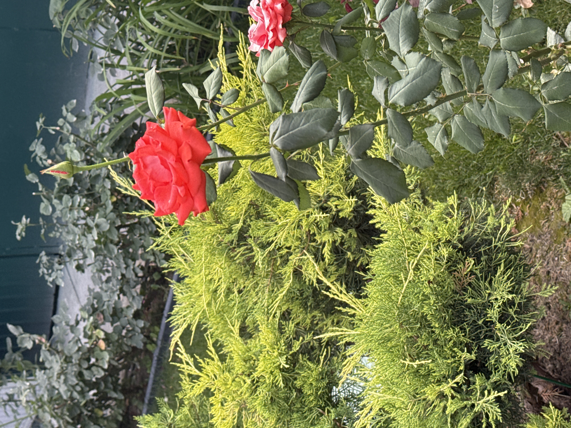 The image shows a close-up of two red roses blooming in a garden. The rose in the foreground is larger and fully open, while a smaller rosebud is visible above it. A second, partially opened pink rose is visible in the background to the right. The roses are surrounded by lush green foliage, including a bright green, bushy plant in the foreground and darker green leaves on the rose stems. In the background, there are more green plants and a dark green vertical surface, possibly a wall or fence. The ground appears to be covered with dry leaves or mulch. The scene is set in a garden, and the specific location is Tash-Moinok, Kyrgyzstan. There are no people or animals visible in the image, and the focus is on the floral subjects and their immediate surroundings. The lighting suggests it is daytime, likely with soft, natural light.