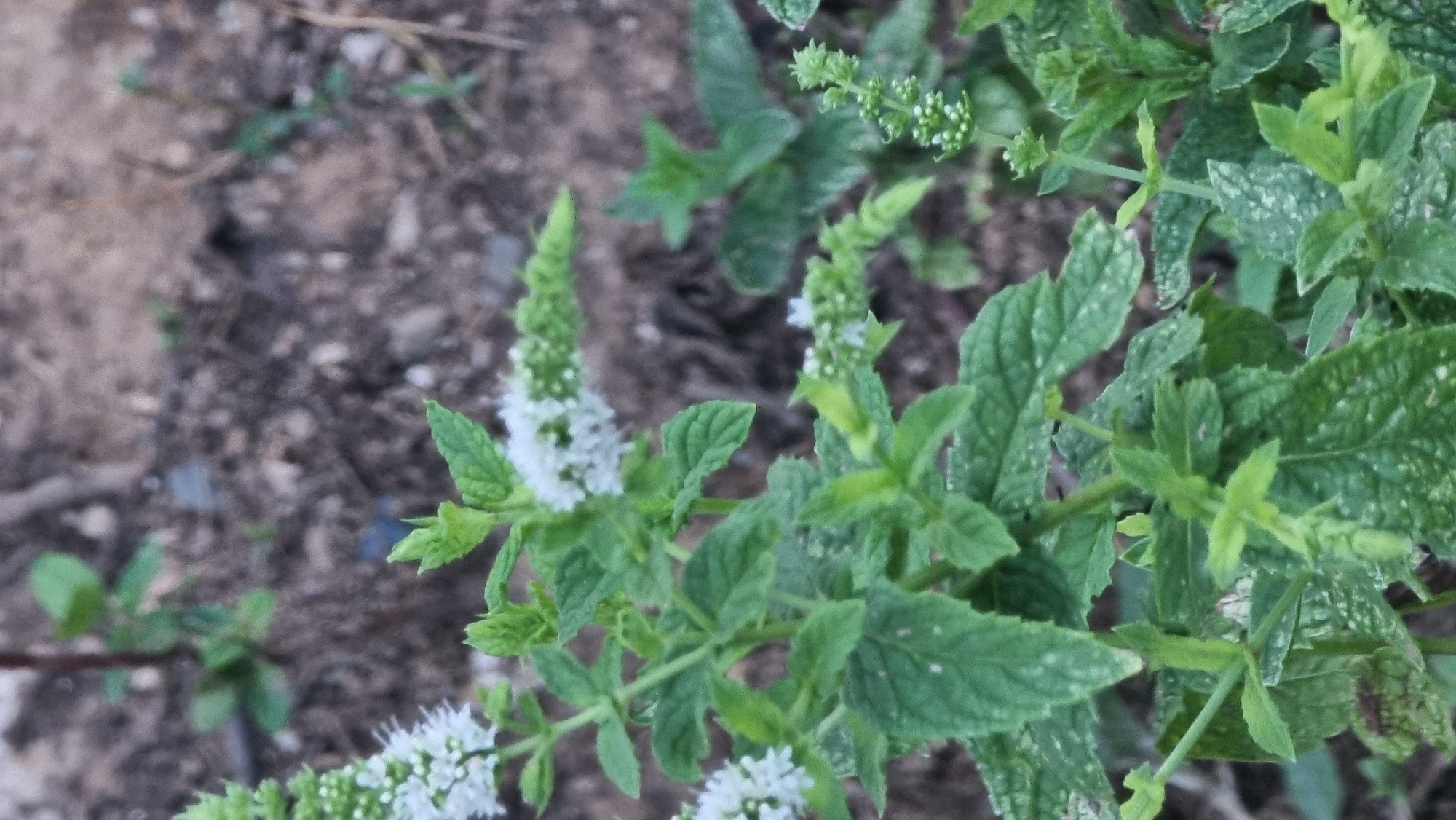 A close-up, eye-level shot shows a patch of mint plants with small white flowers, growing in the dirt. The mint leaves are green, with some appearing dusty or slightly discolored. The background is out of focus, showing more dirt and some green foliage. The lighting is natural and appears to be diffused. This image was taken in Sant Joan Les Fonts, Spain.