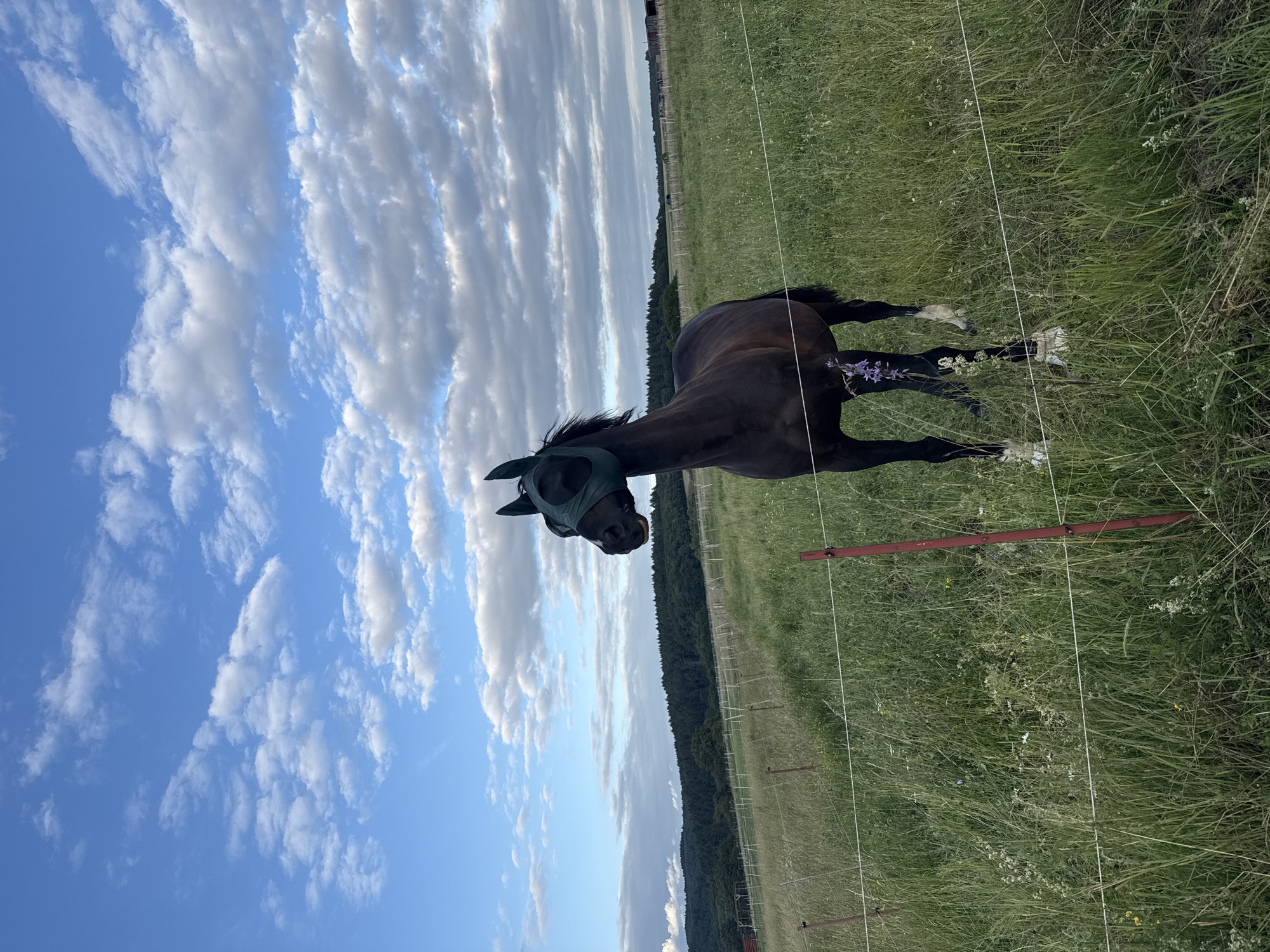 A dark brown horse wearing a green fly mask stands in a grassy field in Oberquembach, Germany. The horse is facing left and its head is slightly lowered. The field is filled with tall grass and wildflowers. A wire fence runs across the foreground of the image. In the background, there is a line of trees and a cloudy blue sky. The scene appears to be peaceful and rural.