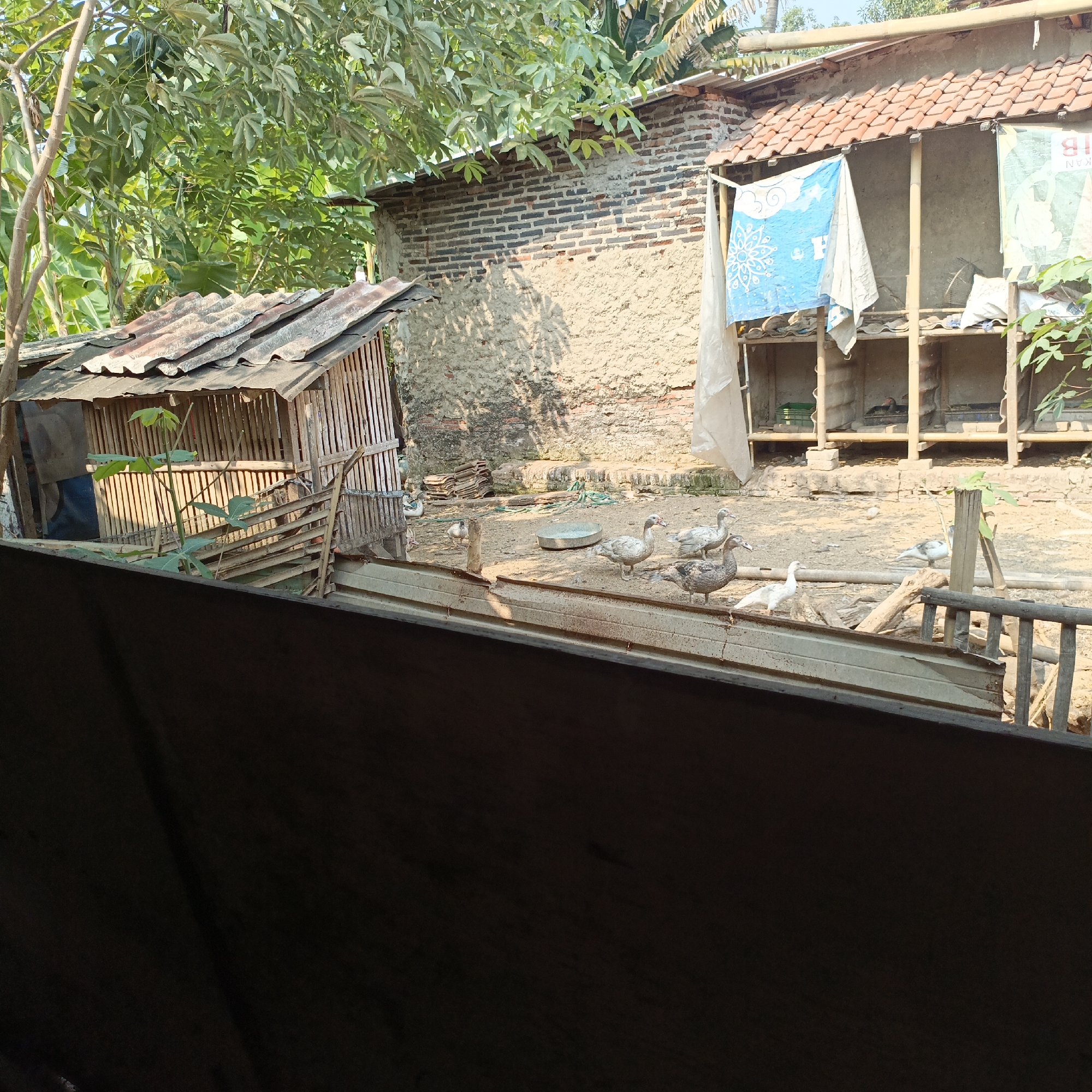 In Kemiri, Indonesia, a rural backyard scene unfolds under a clear, bright sky. A wooden chicken coop, its tin roof weathered, stands to the left, partially obscured by lush green foliage. Adjacent to it, a brick wall forms part of a larger structure, with a tiled roof extending overhead. Two open-air enclosures, possibly for animals, are visible against the wall, one with a blue patterned cloth and another with a white cloth hanging. Several domestic ducks are scattered across the dusty ground. Four ducks are grouped together in the foreground, with two more visible further back near the enclosures. A shallow metal basin, likely a water source, sits among them. The ground is uneven and sandy, with scattered debris and pieces of wood. The scene suggests a simple, everyday life in a rural Indonesian setting.