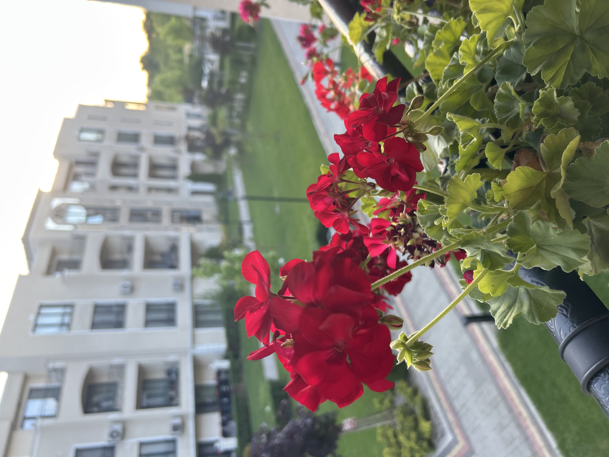 The image captures a close-up view of vibrant red geranium flowers blooming on a balcony, with a modern apartment building and a manicured green lawn visible in the background. The apartment building, with its cream-colored facade and multiple balconies, appears to be part of a residential complex. The scene suggests an urban setting, possibly in the city of Plovdiv, Bulgaria, given the architectural style and the presence of typical residential landscaping. The foreground is dominated by the lush green leaves and bright red petals of the geraniums, creating a sense of natural beauty against the man-made structures. The lighting indicates it could be late afternoon or early evening, with a soft glow illuminating the scene. There are no people present in the image, and the focus is on the still life of the flowers and the architectural backdrop. The overall impression is one of tranquil urban living, where nature and modern architecture coexist.