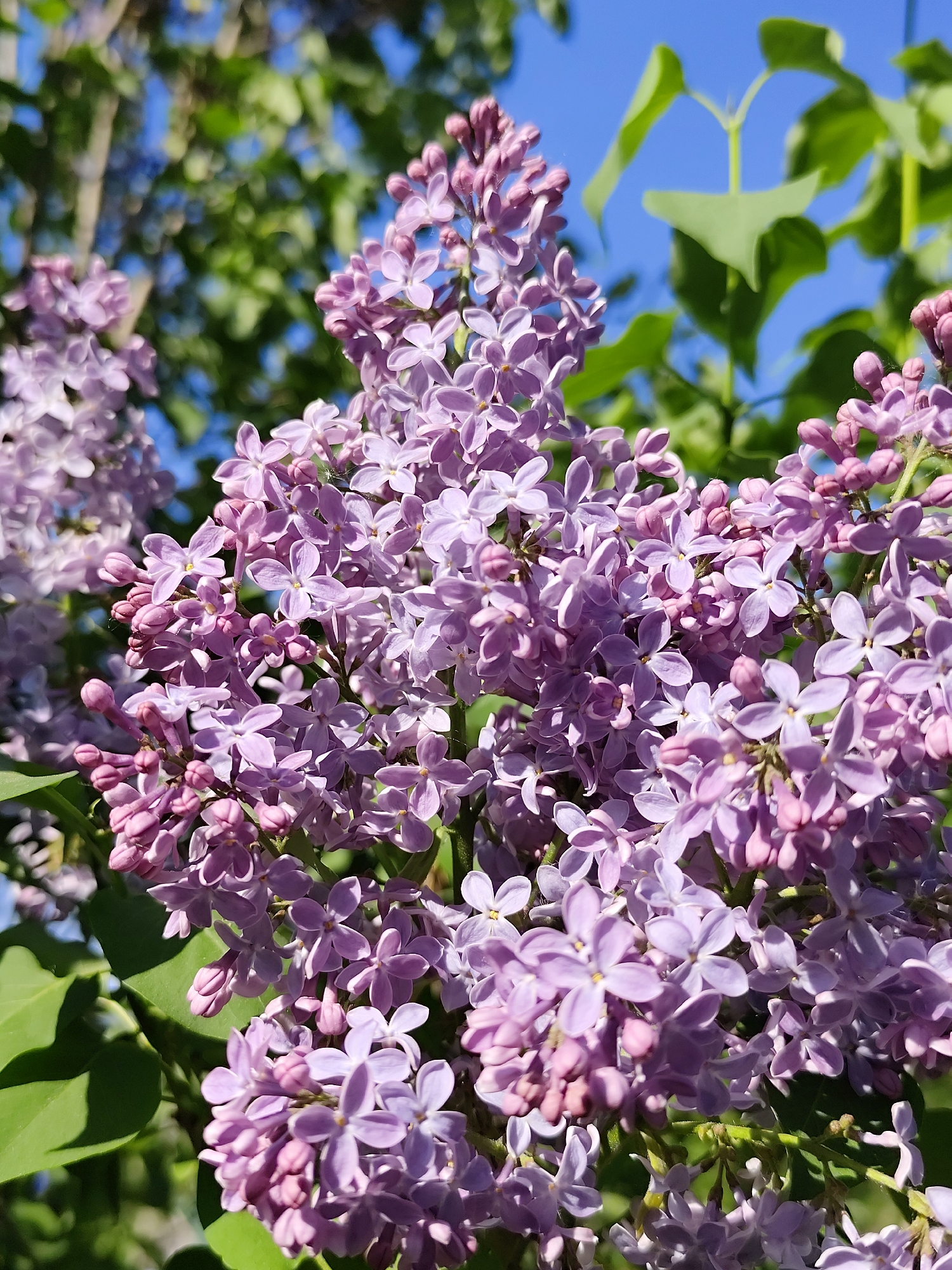 The image depicts a close-up view of lilac flowers in full bloom, with a blue sky and green foliage visible in the background. The scene appears to be outdoors, bathed in sunlight. The location is unknown.