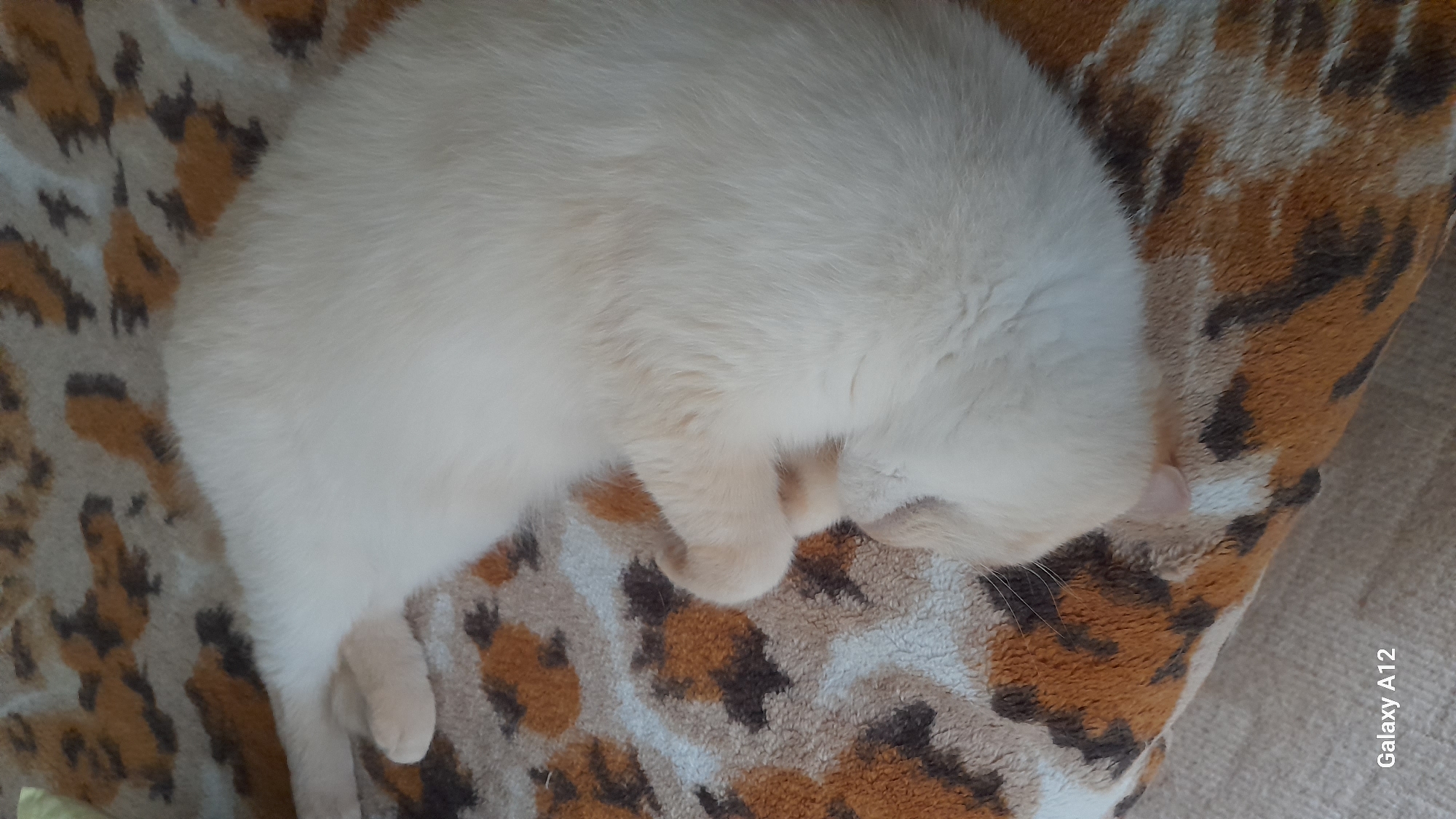 This is a horizontal, medium shot photograph of a cream-colored cat sleeping. The cat is curled up on its side on a patterned blanket. The blanket has a leopard-print design with patches of tan, white, and black. The cat's face is hidden, tucked into its body, and its paws are visible. The cat's fur is soft and fluffy. The lighting is natural, suggesting it might be daytime. There are no strong indications of the weather or specific location beyond the general context of a domestic setting. A watermark in the bottom right corner reads "Galaxy A12". The overall mood of the image is peaceful and cozy, capturing a moment of rest for the animal.