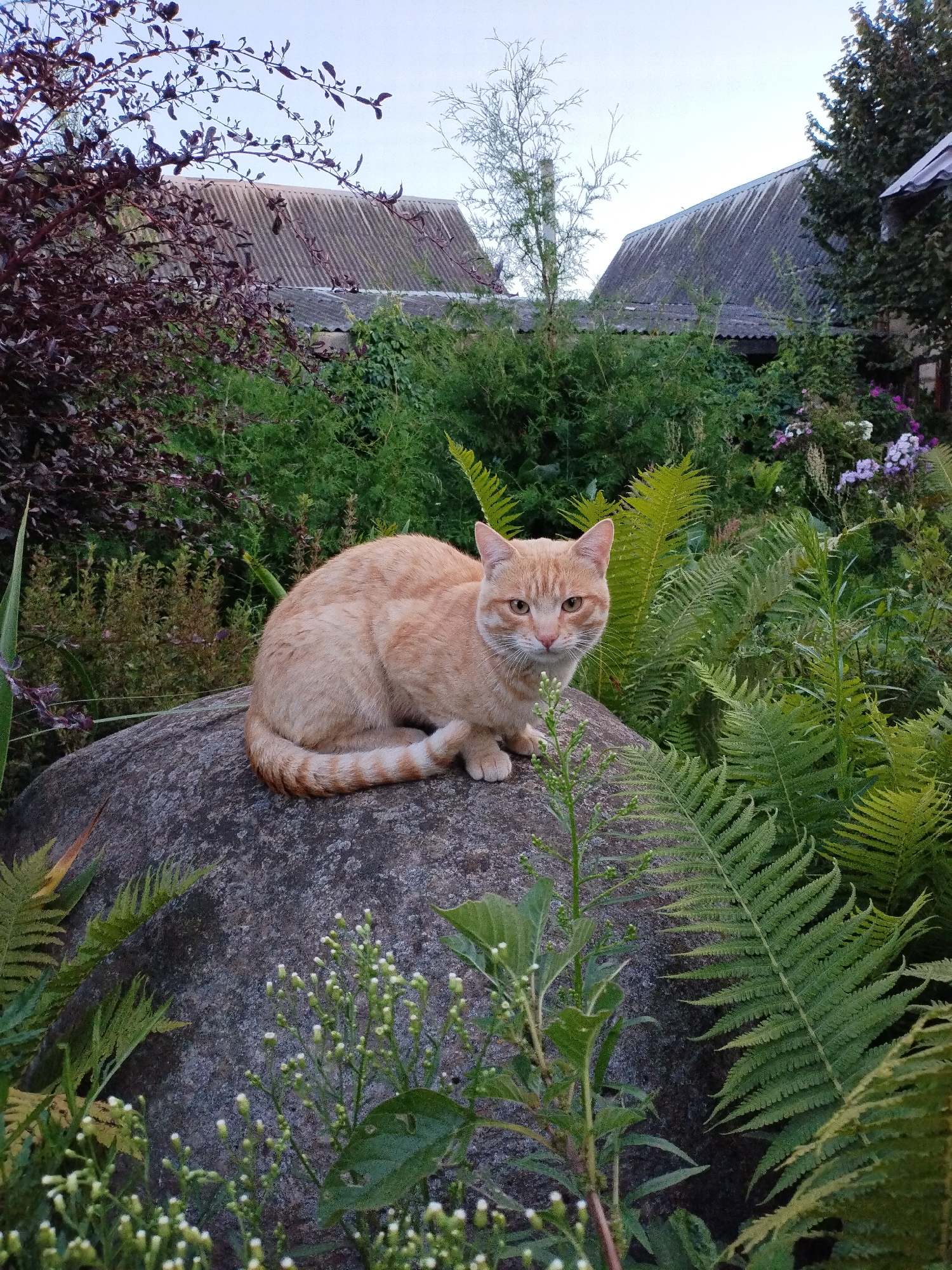 An orange tabby cat is sitting on a large, grey boulder in a garden. The cat is facing the viewer with its tail curled around its body. The background consists of lush green foliage, including ferns and bushes, with two buildings with corrugated roofs visible behind the vegetation. The sky is overcast and a pale blue. This scene is located in the city of Bialynichy, Belarus.