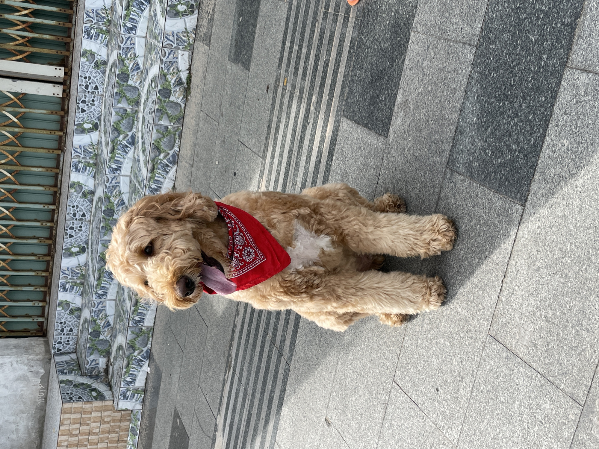 A light brown, fluffy dog, possibly a Goldendoodle or similar breed, is the central subject of the image. The dog is sitting on a paved surface, looking directly at the camera with its tongue slightly out, suggesting it might be warm or relaxed. It has curly, light brown fur and a white patch on its chest, and it's wearing a red bandana with a white pattern around its neck.
The dog is positioned on a grey, granular-textured paved area. To its immediate left, there is a set of steps adorned with decorative tiles featuring intricate blue, white, and grey patterns, some incorporating green vine-like motifs. Further left, a rusty, accordion-style metal security gate is visible, suggesting the entrance to a building or shop. The paved ground also includes a section with lighter grey, evenly spaced vertical stripes.
The scene is brightly lit by natural sunlight, indicating it is daytime. The shadows are somewhat harsh, typical of strong sun. There is no visible text in the image. The environment appears to be an urban outdoor setting, consistent with a street or sidewalk in Phan Thiet Ward, Vietnam.