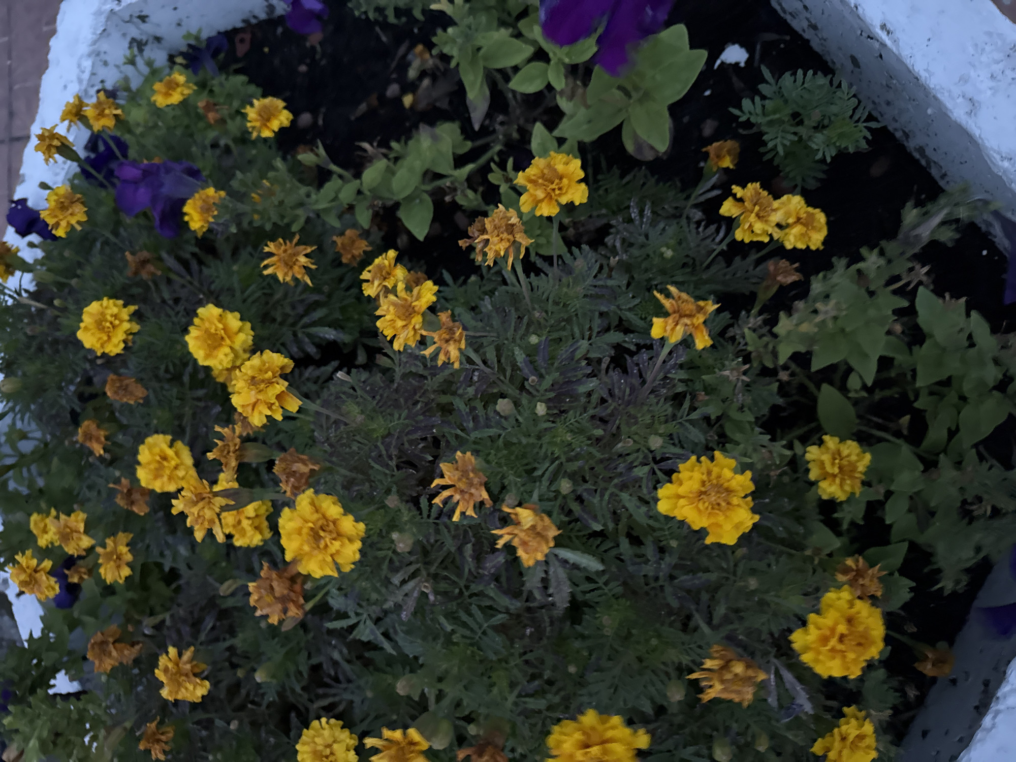 The image shows a close-up of a planter box filled with marigolds and some purple petunias. The marigolds are predominantly yellow, with some appearing to be faded or dried. The petunias are a deep purple color. The planter box itself is made of a rough, textured material, possibly concrete or a similar composite, and appears to be white or light gray with some dirt and debris visible. The background is dark and indistinct, suggesting it might be evening or a shaded area. The scene is outdoors, in what appears to be a garden or public space within an urban environment.