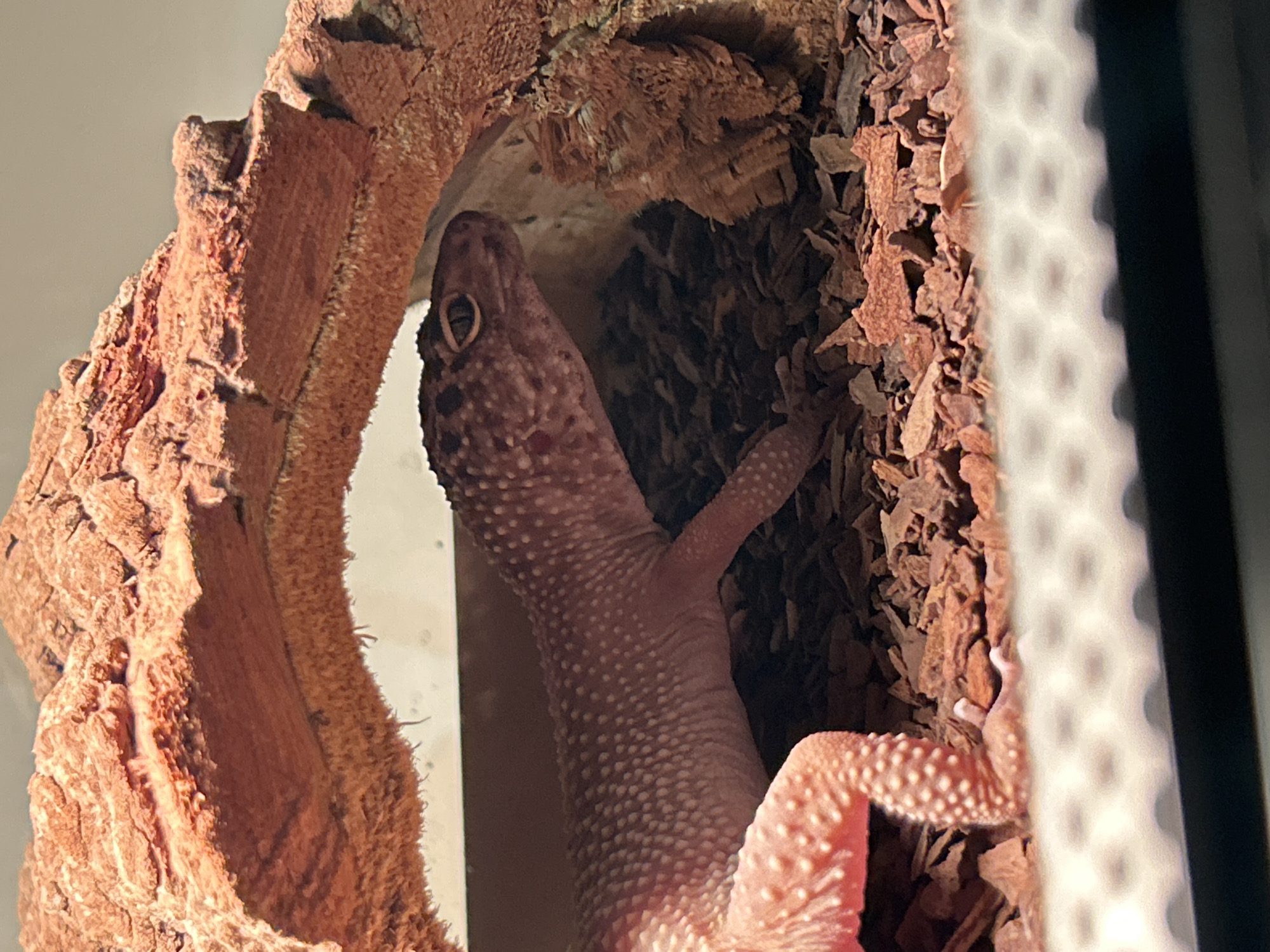 A leopard gecko is inside what appears to be a reptile enclosure. The gecko has a pinkish-tan body with small white and brown spots. It is positioned vertically, with its head near the top of a hollow log or rock structure. Its front leg is extended, gripping onto the surrounding bark mulch or substrate. The environment consists of the interior of the enclosure, featuring the wooden structure, bark mulch, and a light-colored surface visible behind the gecko. The background shows a textured surface, likely part of the enclosure's wall.