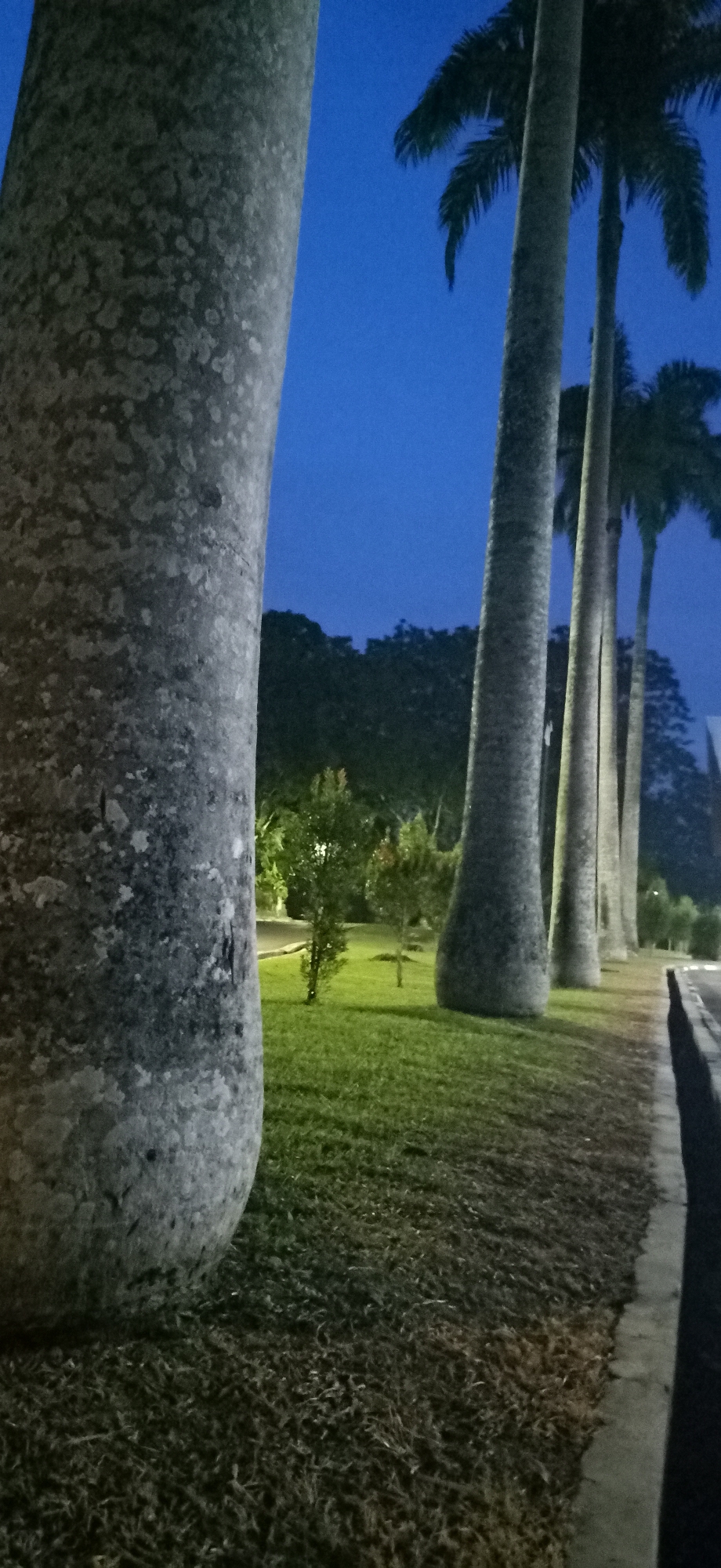 The image depicts a row of palm trees at dusk or night in Palohgadeng, Indonesia. The foreground is dominated by the thick, textured trunk of a palm tree on the left, partially obscuring the view of the other trees. To the right, a line of several more palm trees stretches into the distance, their trunks varying in thickness and height. The sky is a deep blue, indicative of twilight or nighttime. A well-maintained grassy area with small, sparsely planted trees is visible between the palm trees and the paved pathway on the right. The pathway appears to be a sidewalk or road edge, with a dark, possibly asphalt surface and a concrete curb. The lighting suggests artificial illumination, possibly from streetlights or ambient city lights, casting a subtle glow on the scene. The overall impression is one of a landscaped public space in Palohgadeng.