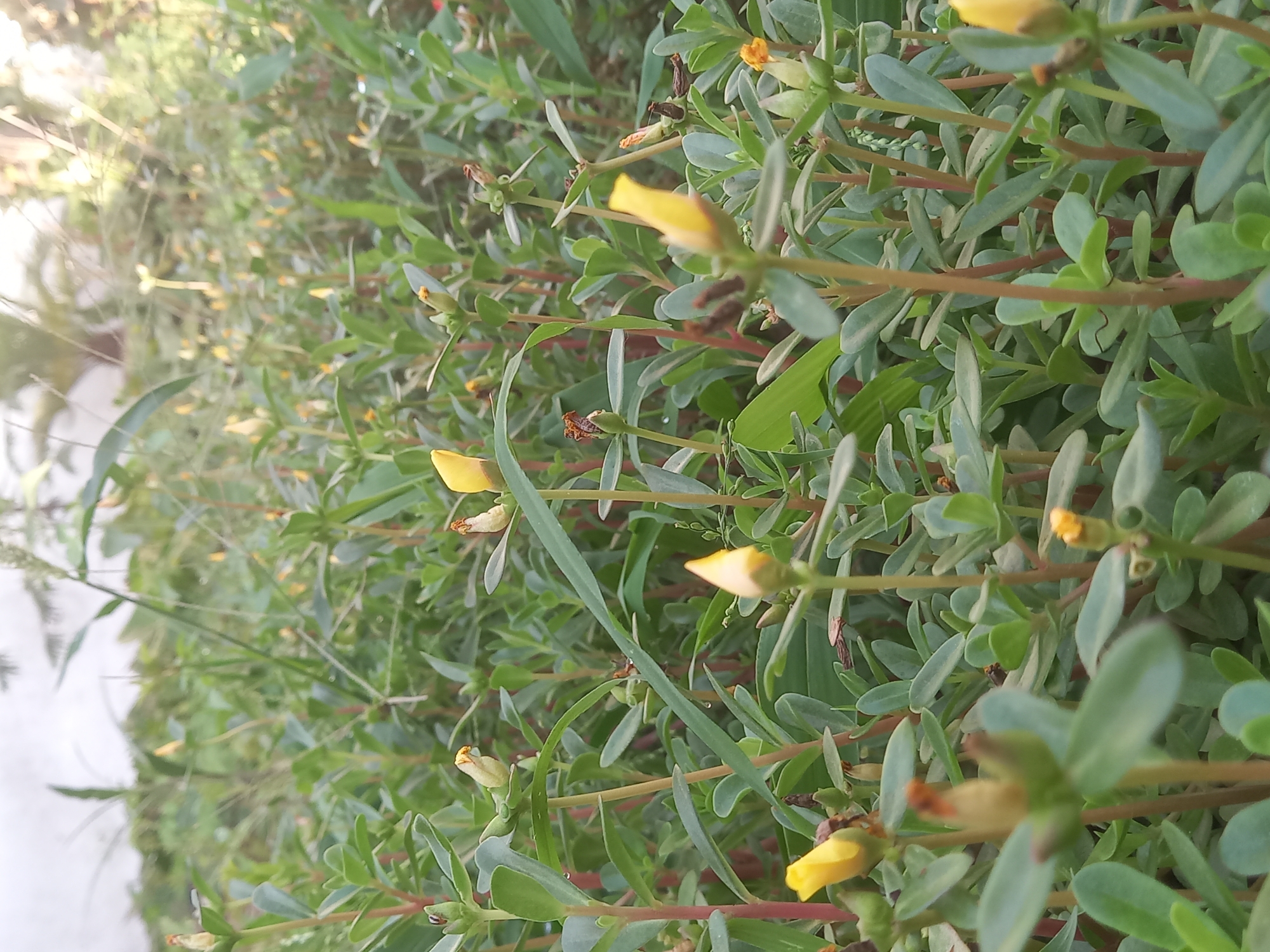 The image shows a close-up view of a patch of green plants with small yellow flowers, likely taken outdoors during daylight. The plants have fleshy, succulent-like leaves and slender stems. Some of the flowers are in bloom, while others are still closed buds. The background is blurred, suggesting a shallow depth of field. The location is Pukhrayan, India.