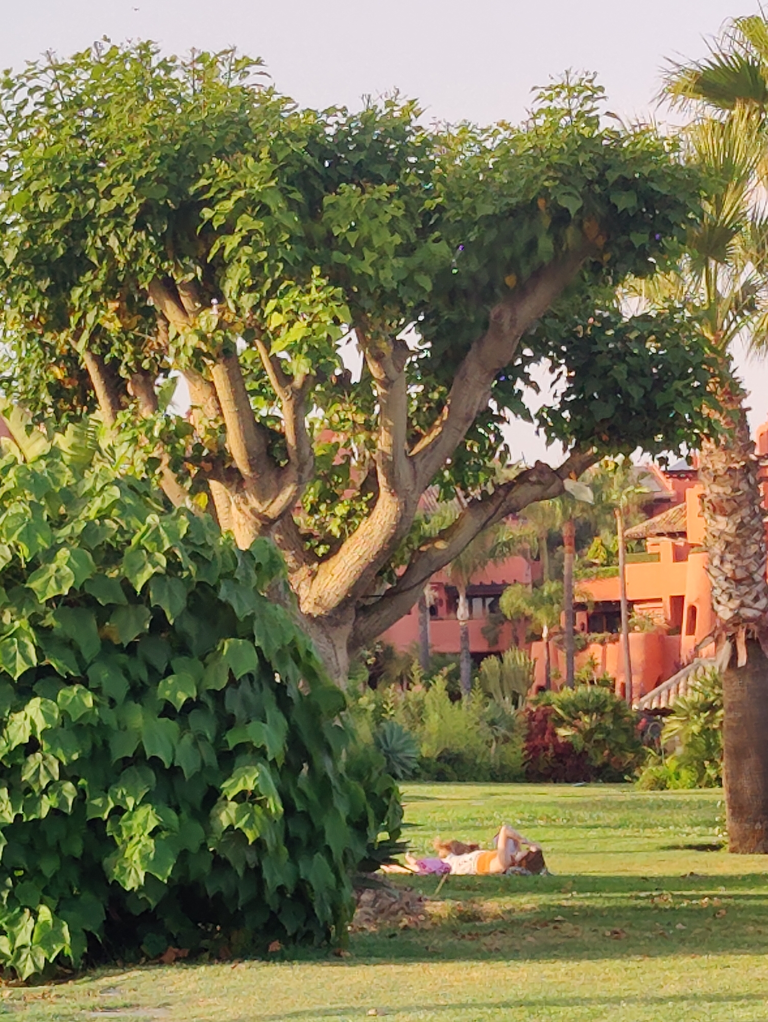 A young person lies on their back on a green lawn, a pink pillow underneath their head, and wearing a white top with an orange and brown pattern. The person is positioned in the lower right quadrant of the image, facing left. The lawn extends to the background, where several palm trees and a building with orange walls and red-tiled roofs are visible. In the foreground, to the left, is a large, leafy green bush, and behind it, a large tree with a thick trunk and branches. The sky is a light, hazy color.