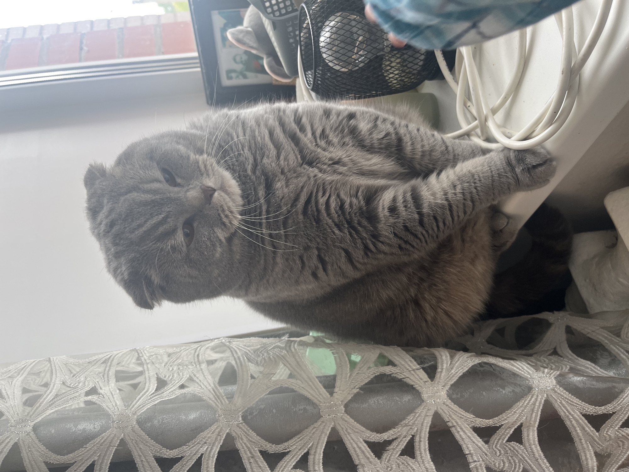 A fluffy, grey British Shorthair cat is seen lying down, looking towards the camera with a relaxed expression. The cat is positioned on a white surface, possibly a window sill or a ledge, with its body curled. Its front paws are resting near a tangle of white electrical cables or cords, which are coiled on the surface beside a small black-grilled fan. Behind the fan, a framed object is partially visible.
In the foreground, a white, ornate, lace-like fabric is draped, creating a patterned texture beneath the cat's lower body. Through the window in the background, a red brick wall is visible, suggesting an outdoor view. The natural light indicates it is daytime. The image is taken from a low angle, emphasizing the cat's presence. No text is visible in the image. The setting appears to be indoors in Chaikovsky, Russia.