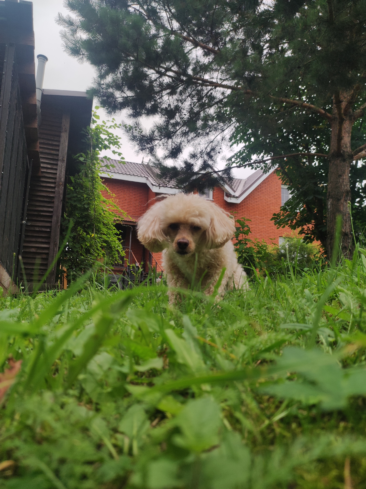 An adult, light-colored poodle mix dog is sitting in lush green grass in front of a brick house and a wooden outbuilding. The dog is facing forward and appears slightly blurry due to shallow depth of field. Tall pine trees with green needles are visible in the background, partially obscuring the sky, which is overcast. The house has a brown tiled roof and white-trimmed windows. The outbuilding is dark wood with visible horizontal slats. The scene is set outdoors in a residential area. The location is identified as Foky, Russia.