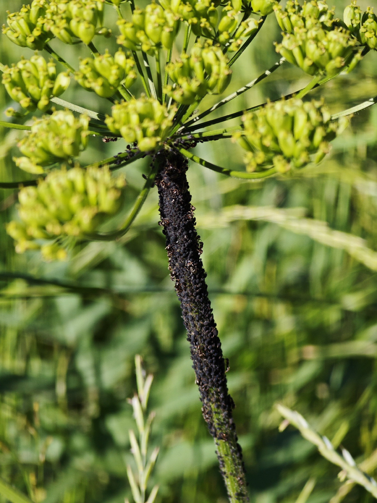 The image is a close-up, vertically oriented photograph of a plant stem heavily infested with small, dark insects, likely aphids. The stem is green and somewhat fuzzy, with the insects clustered densely along its length. Above the stem, the plant features a cluster of undeveloped green seed pods, forming an umbrella-like shape. The background is a soft blur of green foliage and grass, indicating an outdoor, natural environment. The location is specified as a city park or garden in Ковригино, Russia. There are no people or human activity visible in the image.