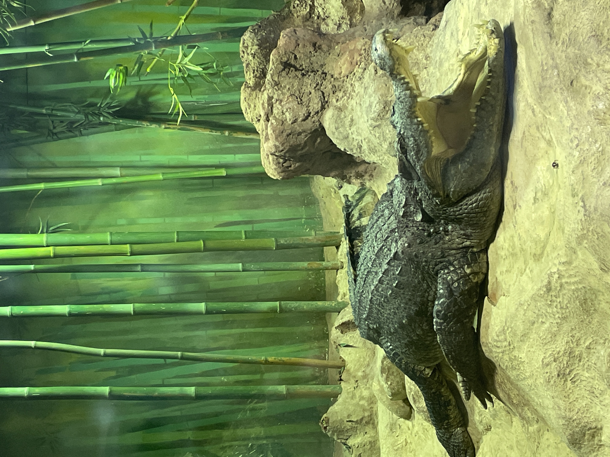 An adult crocodile is lying on a rock with its mouth wide open. The crocodile appears to be inside an enclosure designed to resemble a natural habitat. In the background, there is artificial bamboo and painted green walls. It is an indoor habitat, likely in a zoo or aquarium in an unidentified location.