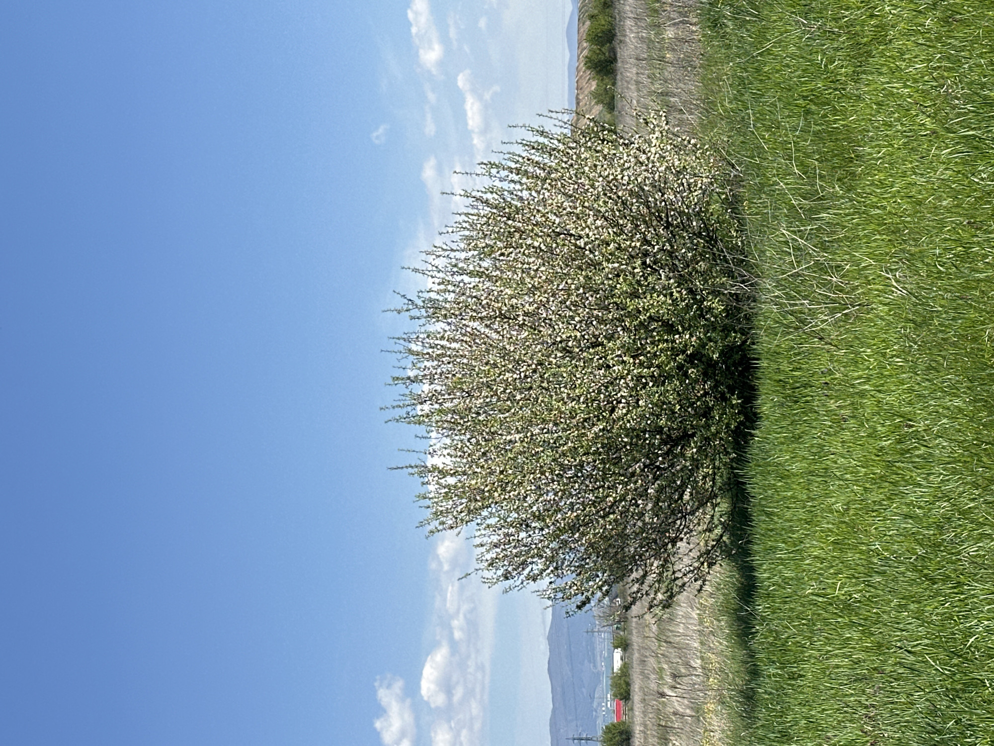 A vibrant rural landscape, rotated 90 degrees clockwise from its intended orientation, is depicted under a bright, clear blue sky dotted with small white clouds. The central feature is a large, dense, and rounded bush or small tree, heavily laden with tiny white and light green blossoms, indicating it is in full bloom during springtime.
To the right of the bush, a wide expanse of lush green grass covers the foreground and extends into the midground, suggesting a field or meadow. Behind the bush, a lighter strip of ground, possibly a dirt path or drier grass, is visible. In the far distance, hazy mountains or hills stretch across the horizon. At the base of these distant features, subtle signs of human presence can be observed, including a small red-roofed building, a white trailer or vehicle, and power lines.
The scene is bathed in bright daylight, suggesting a time of day like morning or early afternoon. The weather is clear and sunny, contributing to a peaceful and natural atmosphere. No specific activity or people are present, and there is no visible text. The setting is consistent with a countryside area near Sofia, Bulgaria, with distant mountains.