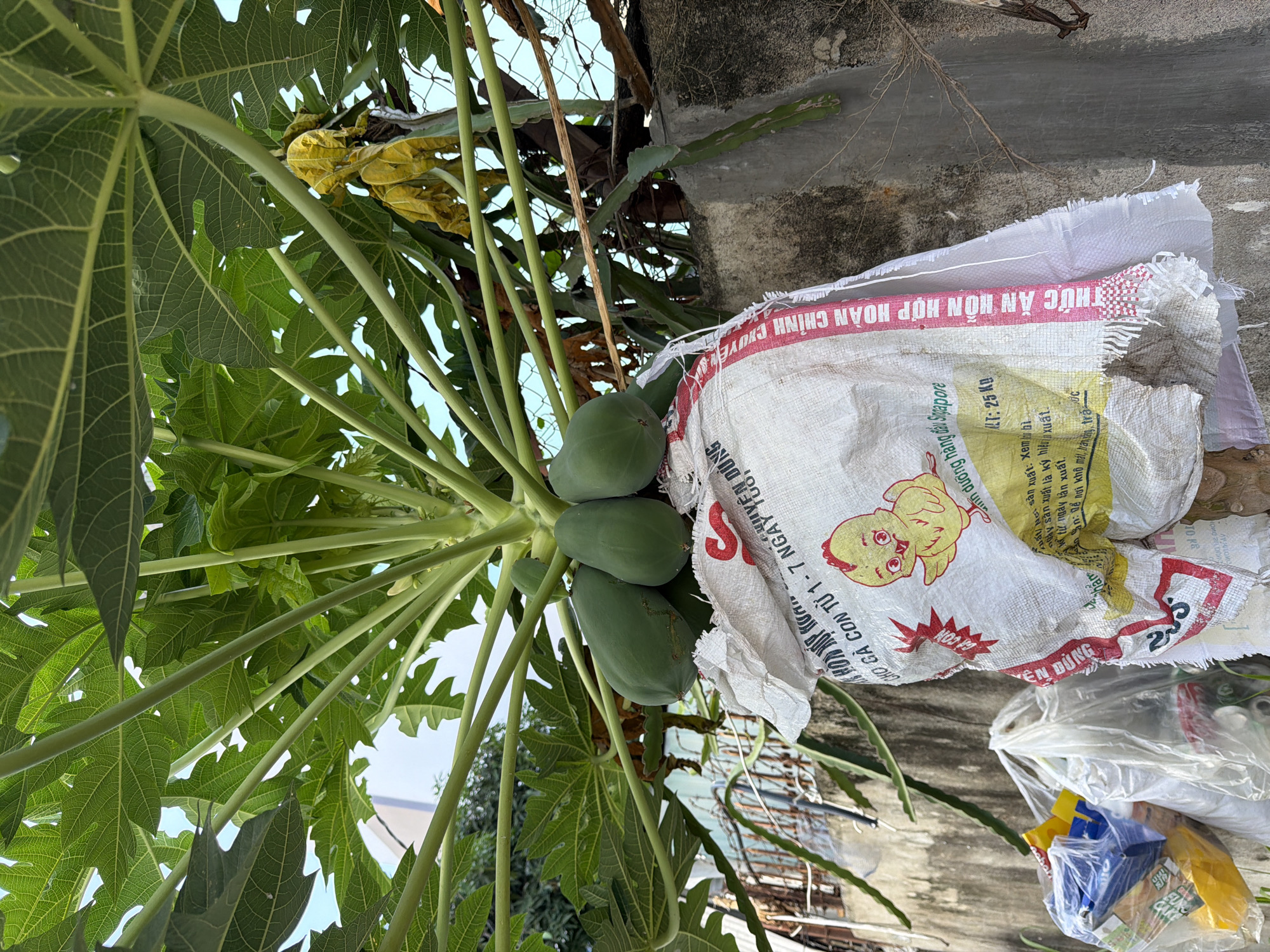 The image shows a close-up, low-angle view of a papaya tree with several green papayas hanging from its branches. The papayas are clustered together and are partially obscured by the large, green leaves of the tree. Below the papayas, a white woven bag with red and pink text and a cartoon chicken graphic is tied around the tree trunk. The bag appears to be somewhat weathered and torn, with loose threads hanging from its edges. In the background, a weathered concrete wall and a rusty metal fence are visible, along with some plastic bags filled with what appears to be trash. The overall scene suggests an outdoor environment, likely in a residential or urban area, given the presence of the wall, fence, and discarded items. The lighting suggests it is daytime, with the sky visible through the tree canopy. The location is identified as Nha Trang Ward, Vietnam.