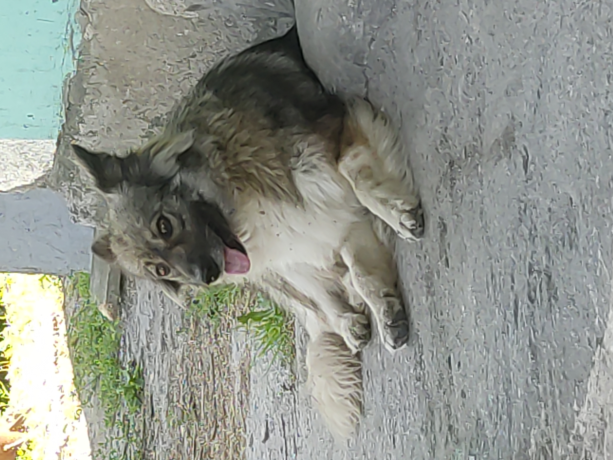 A medium-sized dog with a light brown and white coat is lying on a paved surface next to a concrete structure. The dog's head is turned to the left, with its mouth open and tongue visible. Its fur appears somewhat disheveled, and it is resting on its front paws. The background shows patches of green grass and a light-colored wall with a blue section. The scene is outdoors, likely in a residential area or a public space. There is no indication of the city of Radisne, Ukraine, in the image.