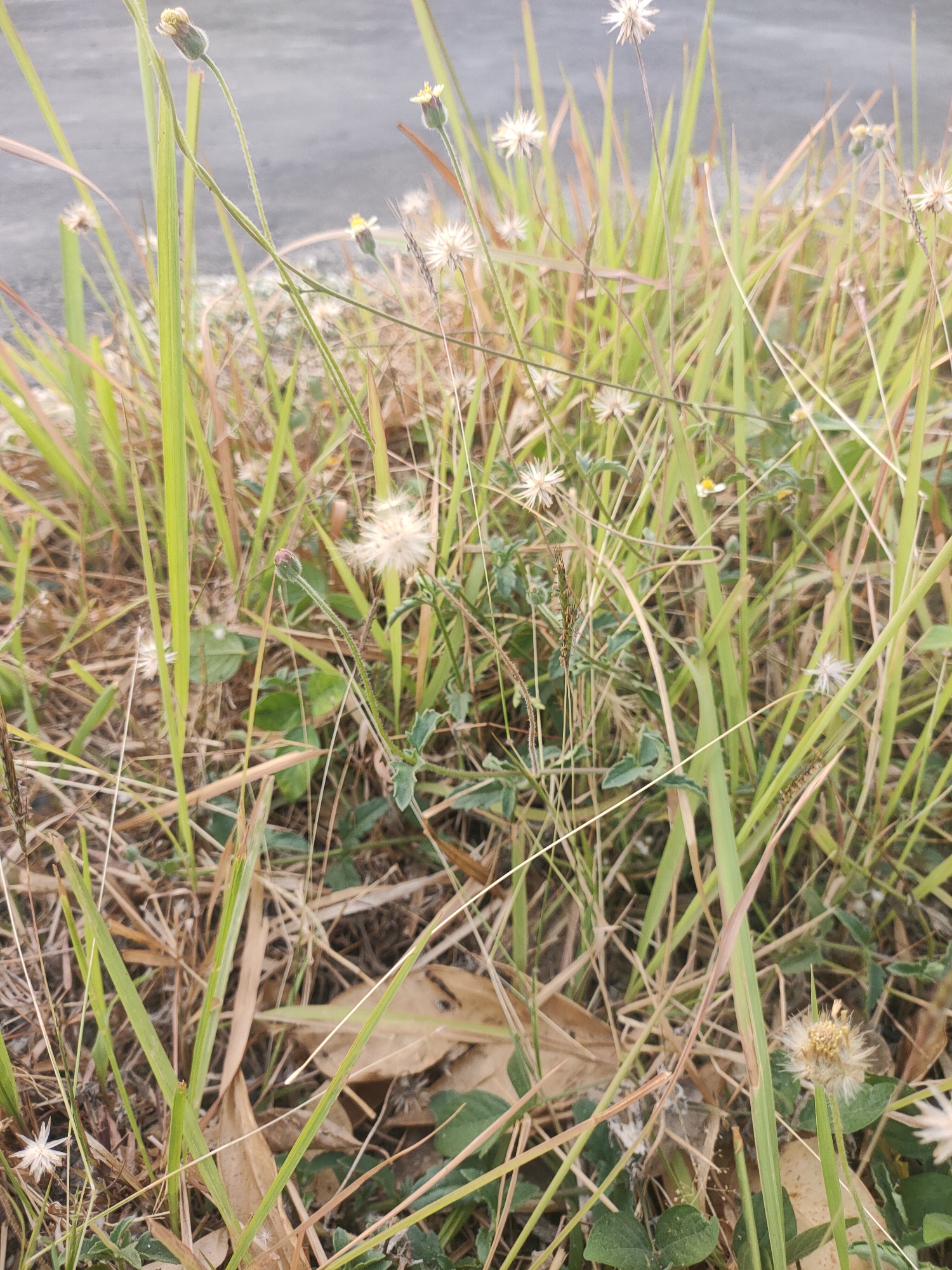 The image depicts a close-up view of grass and small wildflowers, likely growing along the side of a road. The background is blurred, showing a greyish asphalt surface, suggesting an urban or roadside environment. The vegetation consists of various shades of green and brown grass, with some dried leaves and stalks scattered throughout. Several small, white and yellow wildflowers are visible, some in bloom and others with dried seed heads. The scene appears to be located in Duyung, Indonesia, based on the provided information. There are no people or any discernible human activity present in the image.