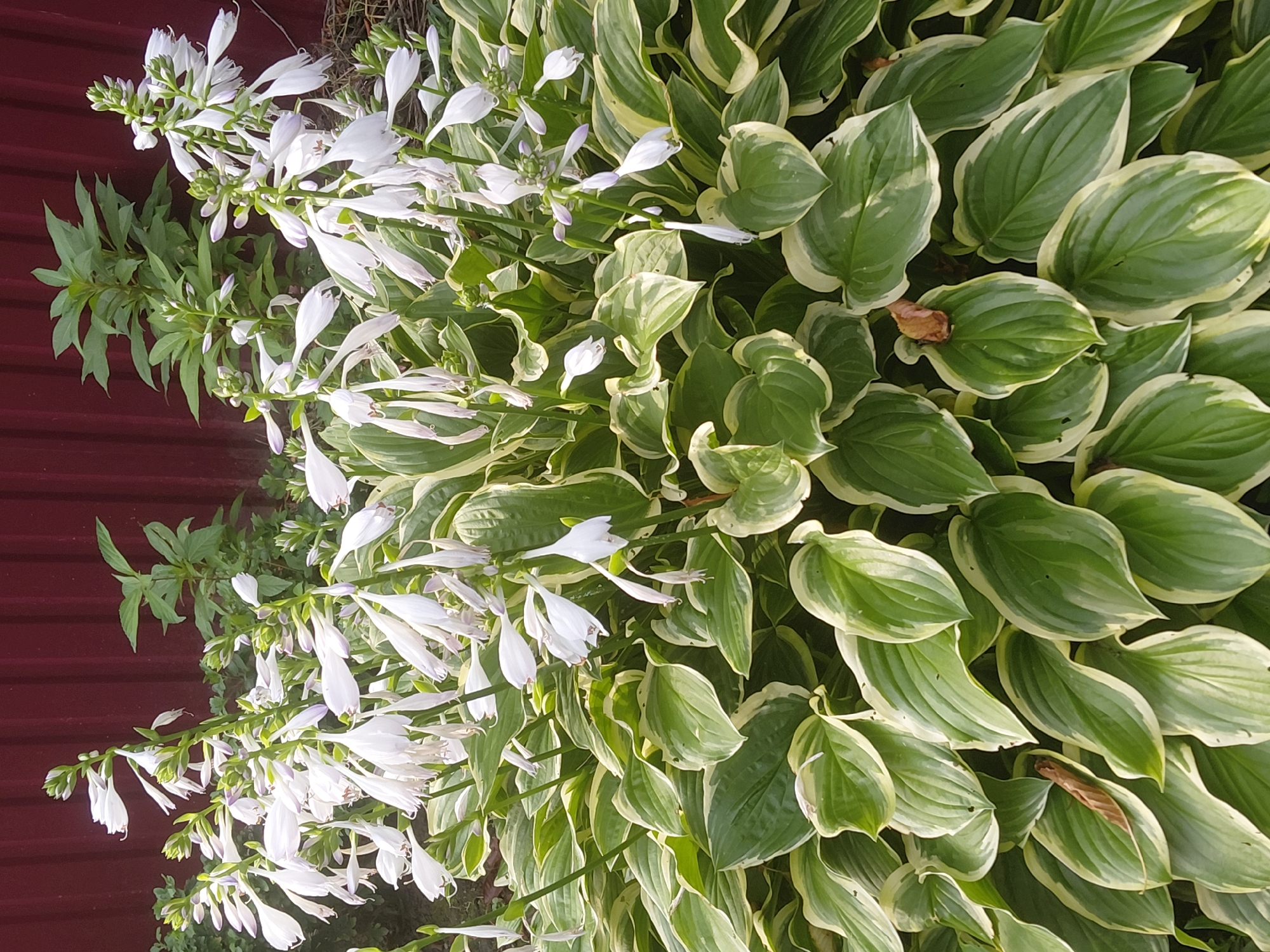 A close-up shot shows a lush hosta plant with variegated green and white leaves. Several tall stalks rise from the plant, adorned with delicate, white, bell-shaped flowers, some with hints of purple. In the background, a dark red, corrugated metal fence forms the backdrop. Behind the hosta, a few green leaves from another plant are visible, their exact species undetermined. The scene appears to be an outdoor garden in the city of Malgobek, Russia.