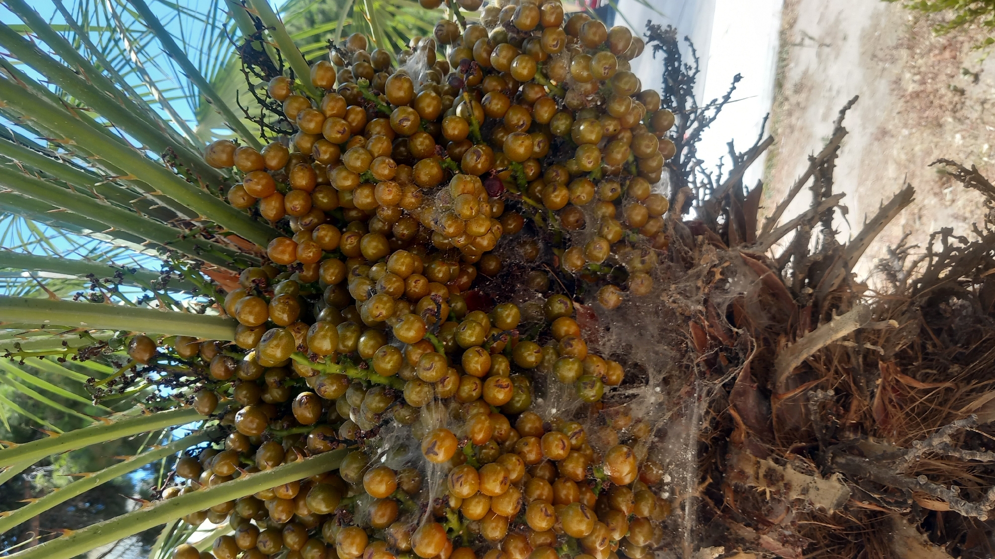 In Kos, Greece, a close-up shot focuses on a cluster of small, brown, oval-shaped fruits on a palm tree. These fruits are tightly packed together and appear to be in various stages of ripeness, with some showing a lighter, yellowish hue. Delicate, white spiderwebs are visible, intricately woven around the fruits and their stems, creating a slightly eerie texture. The palm fronds, with their sharp, green spines, arch over the fruits, providing a backdrop against a bright blue sky. The base of the palm tree is characterized by a rough, textured trunk covered in fibrous brown material and dried leaves. The ground below is sandy and dry, with some sparse, light-colored vegetation. The overall impression is one of natural detail, highlighting the intricate patterns of the palm's fruit and the presence of arachnid activity in a Mediterranean setting.