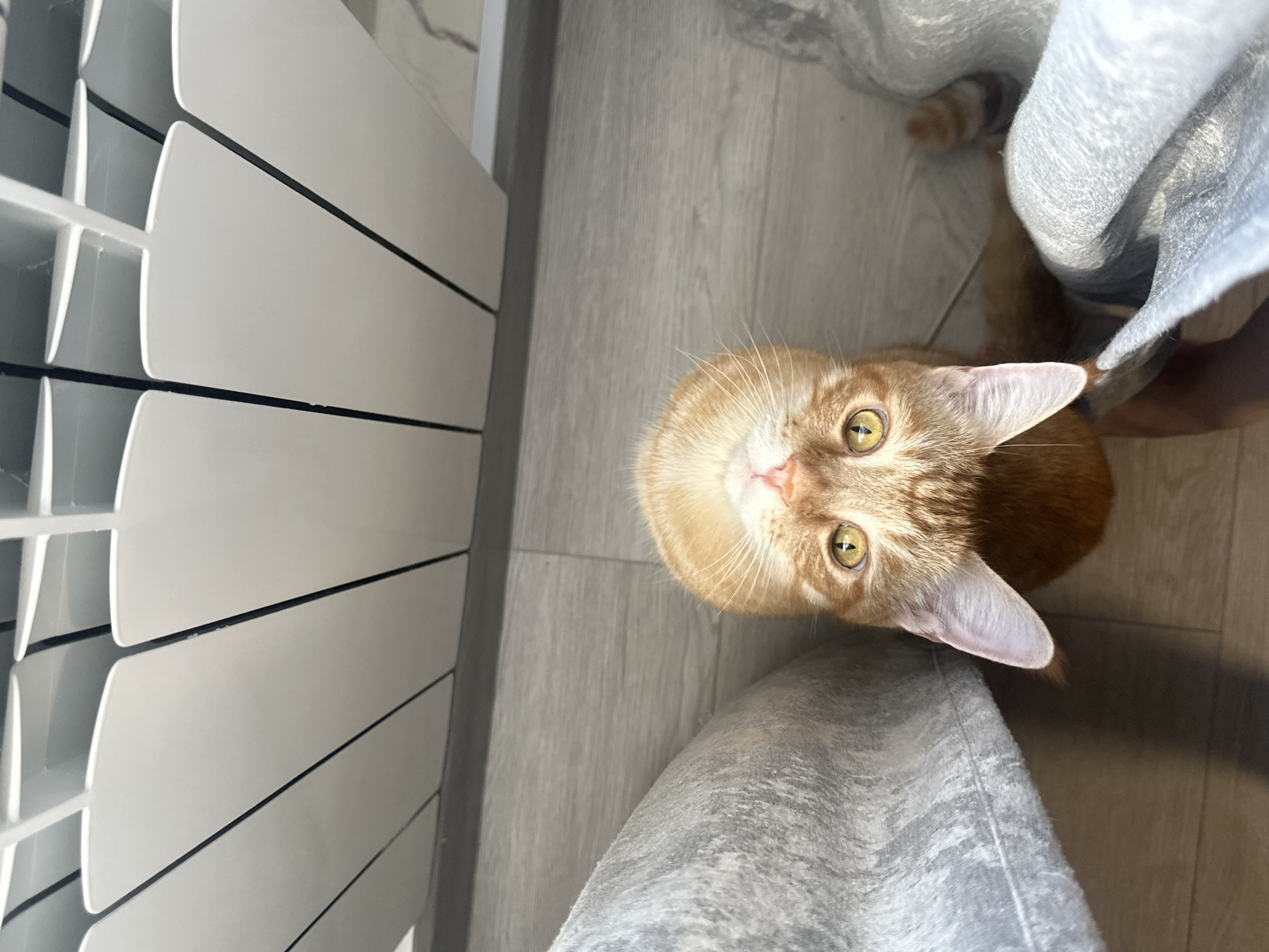 An orange tabby cat is positioned upside down in the center of the frame, looking directly at the camera. The cat has bright yellow eyes and white whiskers. It is surrounded by the legs of two people wearing grey sweatpants. In the background, a white radiator with black horizontal accents is visible. The floor appears to be a light-colored wood laminate. The overall lighting suggests an indoor setting.