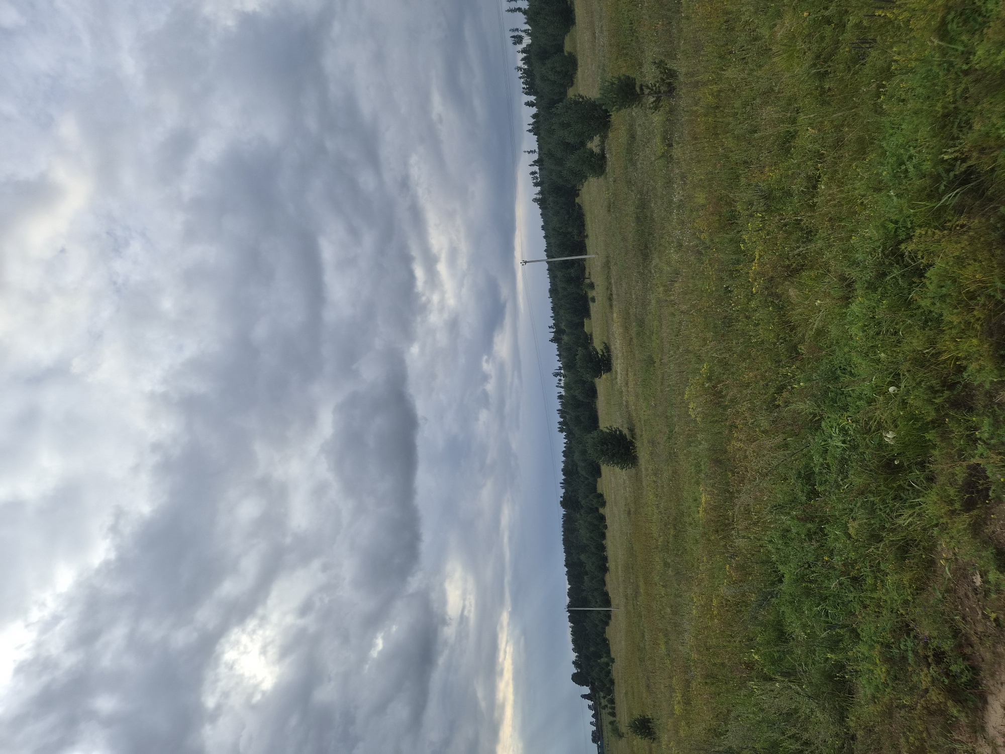 The image depicts an overcast sky with dramatic clouds casting shadows over a rural landscape. In the distance, a dense line of coniferous trees forms a dark horizon, punctuated by the occasional power pole and utility lines. The foreground features a field of tall, green grass and wildflowers, with a few scattered young pine trees. The terrain appears somewhat uneven, with a sandy patch visible in the lower left corner. The overall scene suggests a remote, natural setting.