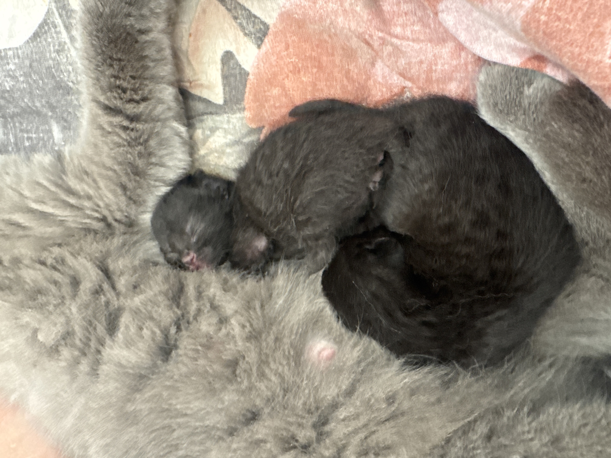 Three newborn kittens are nestled against the soft grey fur of an adult cat. One kitten, mostly black, is visible on the right, with its tiny head turned to the side, revealing a pink nose and closed eyes. To its left and slightly below, another black kitten is curled up, its body tucked against the adult cat's belly. A third kitten, also black, is visible in the foreground, curled in a tight ball. The kittens appear to be sleeping. The adult cat is a light grey color and its fur is fluffy. The kittens are lying on a pink, textured blanket, and a patterned blanket can be seen underneath. There is no indication of the location in Khomutovo, Russia, in the image.