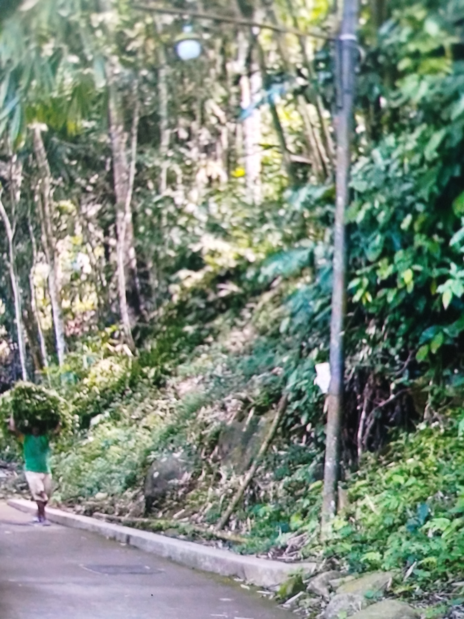 In Bandungrejo, Indonesia, a person walks along a paved road next to a lush, green embankment. The individual, wearing a green shirt and light-colored shorts, carries a large bundle of greenery on their head. A lamppost stands to the right of the road, partially obscured by dense foliage. The environment appears to be a tropical or subtropical setting, with abundant trees and vegetation lining the roadside. The ground is a mix of asphalt and rocky terrain. The lighting suggests it is daytime.