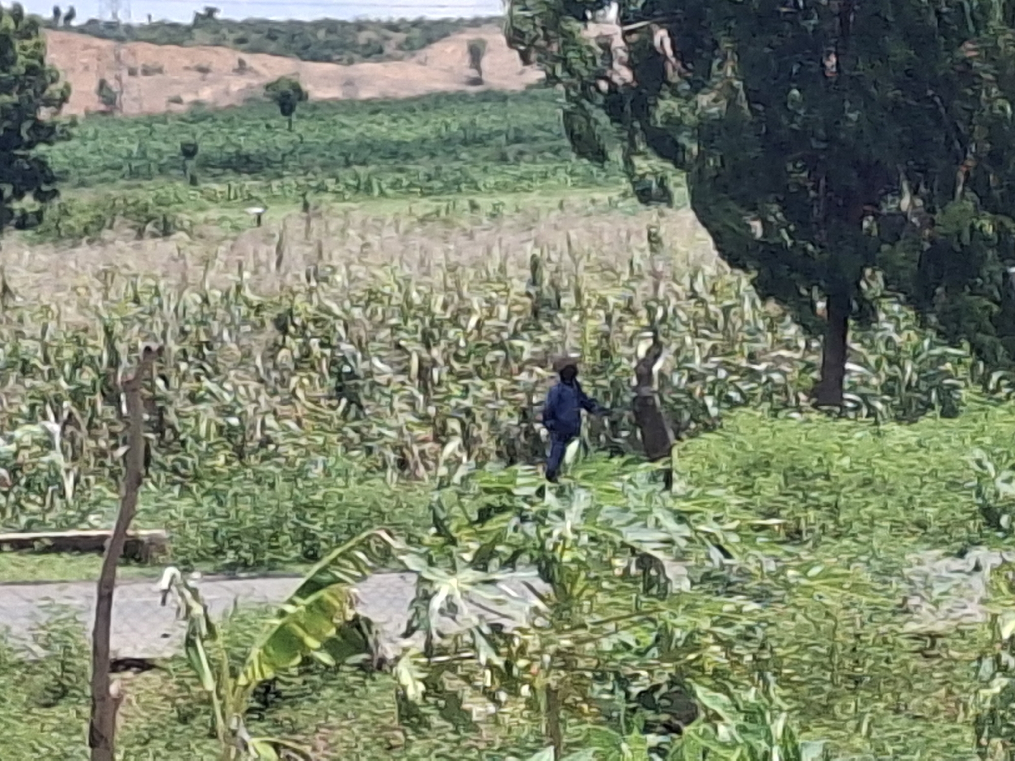 The image shows a person wearing a blue shirt and dark pants standing in a field of green vegetation, possibly corn. In the background, there are hills and trees. The overall impression is of a rural or semi-rural landscape. The provided crops confirm the presence of vegetation and a person in the middle distance. However, the provided crops do not offer any information specific to Lembi, Nigeria.
