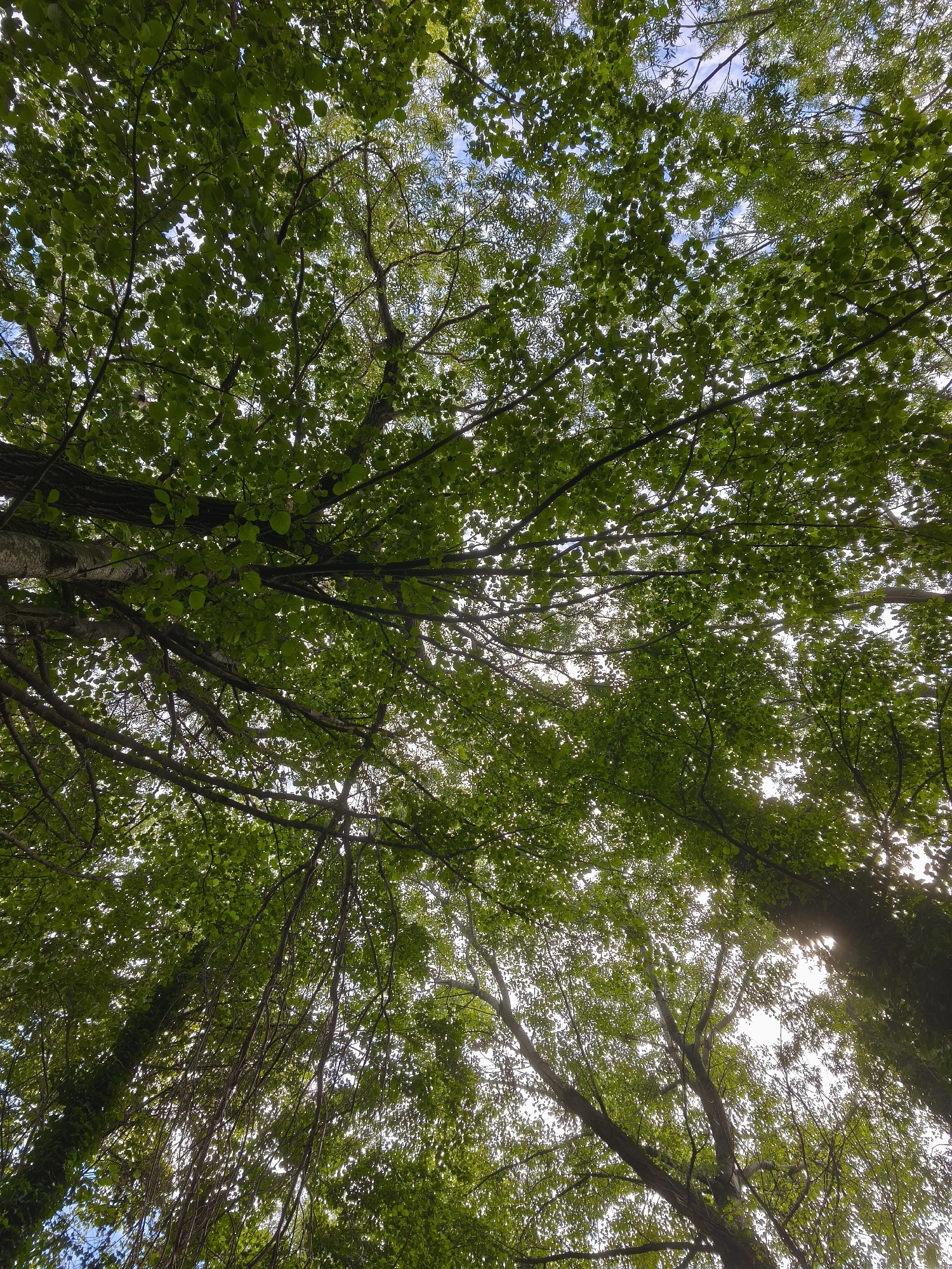 This is a low-angle, full shot of a dense canopy of green leaves from the perspective of looking up through trees. The leaves are varied in size and shape, creating a dappled effect as light filters through them. The branches of the trees are dark and intricate, crisscrossing each other. In some areas, the bright sky is visible through the foliage, suggesting it is daytime. The overall impression is one of being immersed in a lush, green forest. The location is the city of Fontaine, France.