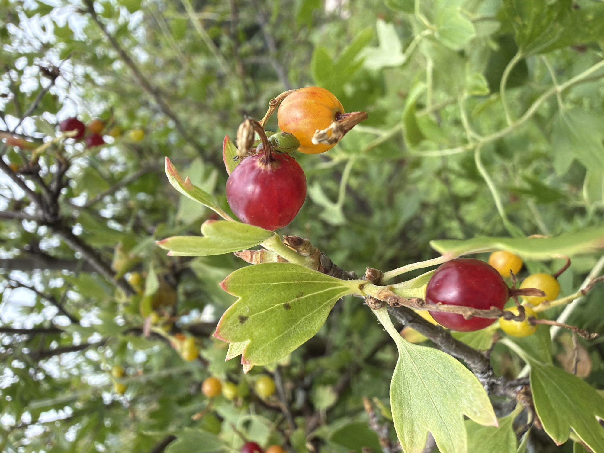 In an outdoor setting with abundant foliage, a close-up shot focuses on a branch bearing a cluster of ripening berries. The berries exhibit a gradient of colors, ranging from vibrant red to a warm orange, with some appearing yellowish, indicating different stages of maturity. The leaves are green and slightly lobed, with some showing reddish tips. The branch itself is brown and textured, with smaller twigs and buds. The background is softly blurred, suggesting a natural environment with more greenery and hints of an overcast sky. There are no people or man-made structures visible.