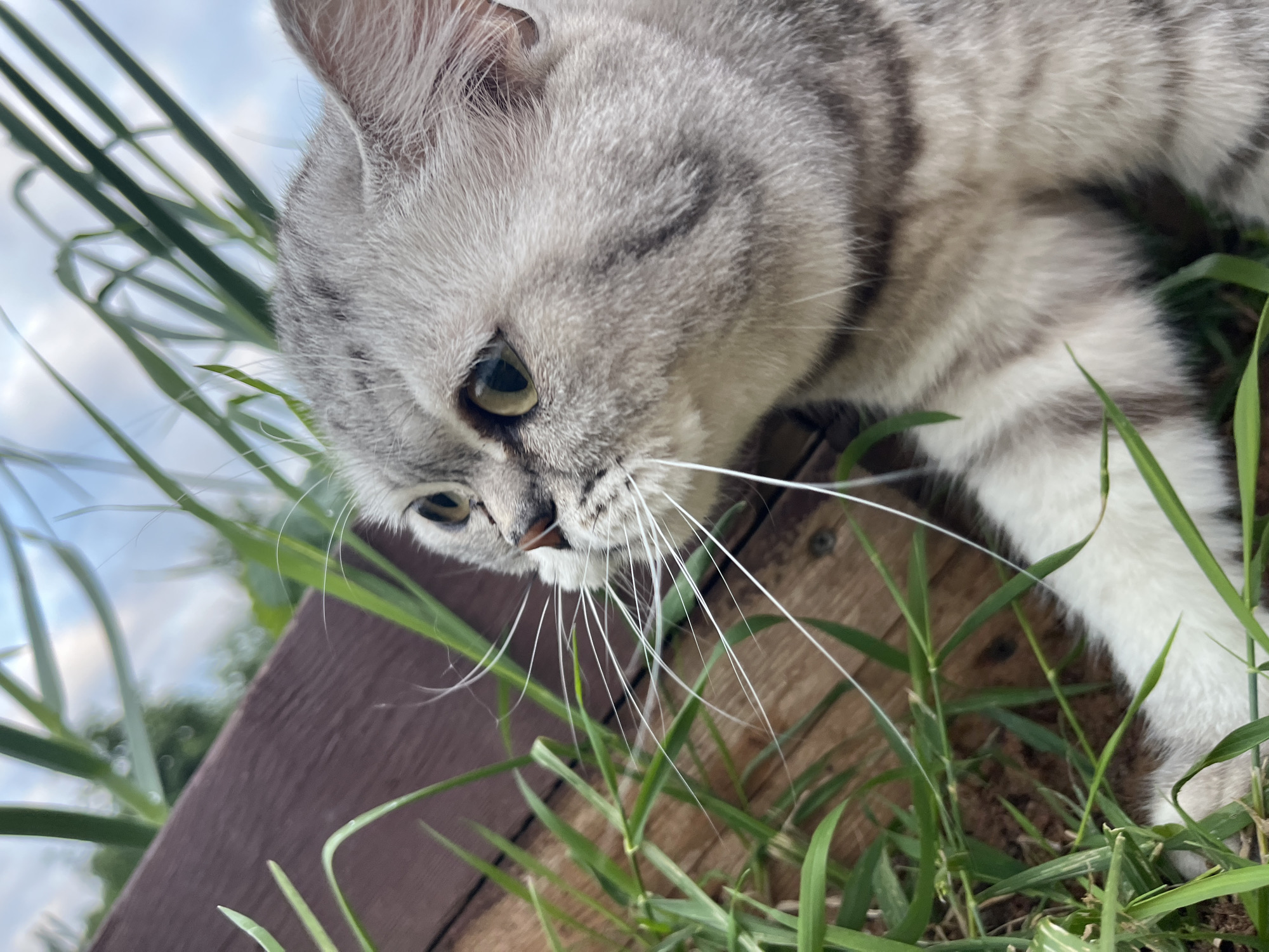 A medium close-up shot of a silver tabby cat's face and upper body is captured outdoors, surrounded by lush green grass and a wooden surface. The cat is positioned on the right side of the frame, its body angled towards the left. Its fur displays a pattern of gray stripes on a lighter gray or white base. The cat's eyes are a striking yellow-green and it appears to be looking intently towards the left, with its whiskers prominently fanned out. The background is softly blurred, showing hints of foliage and a cloudy sky, suggesting an outdoor setting. The wooden surface, possibly a deck or fence, runs diagonally across the left side of the image. The lighting suggests it's daytime, with natural light illuminating the scene. The image does not contain any individuals or specific landmarks that would place it within the city of Chaikovsky, Russia.