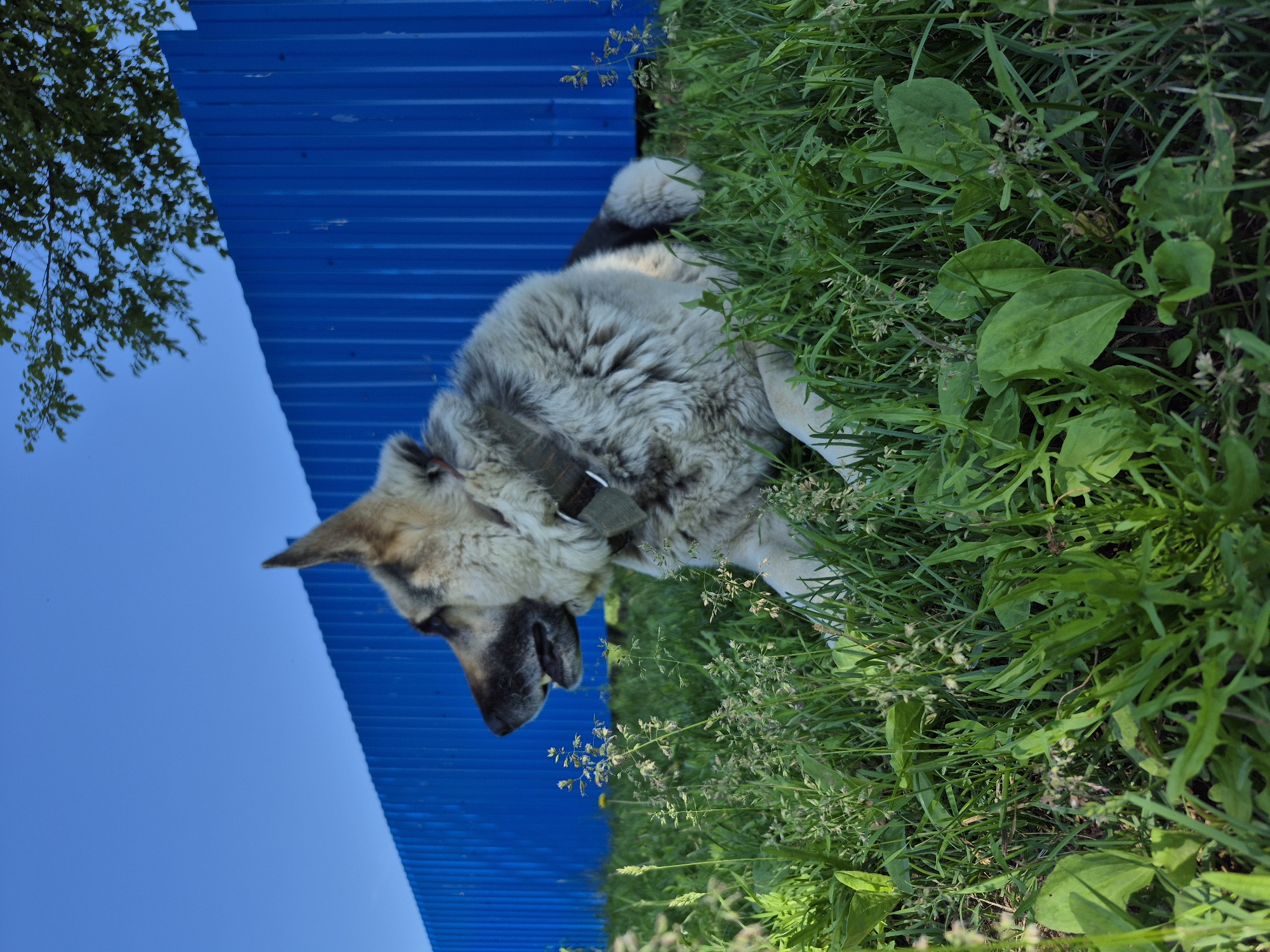 A German Shepherd dog is lying in the green grass in front of a bright blue metal fence. The dog is facing left, looking off into the distance. Its fur is a mix of tan, gray, and black. The fence is tall and appears to be corrugated metal. Behind the fence, a few green leaves from a tree are visible against a clear blue sky. The foreground is filled with lush green grass and some small plants. The scene is outdoors on a sunny day. The location is the city of Dolyna, Russia.